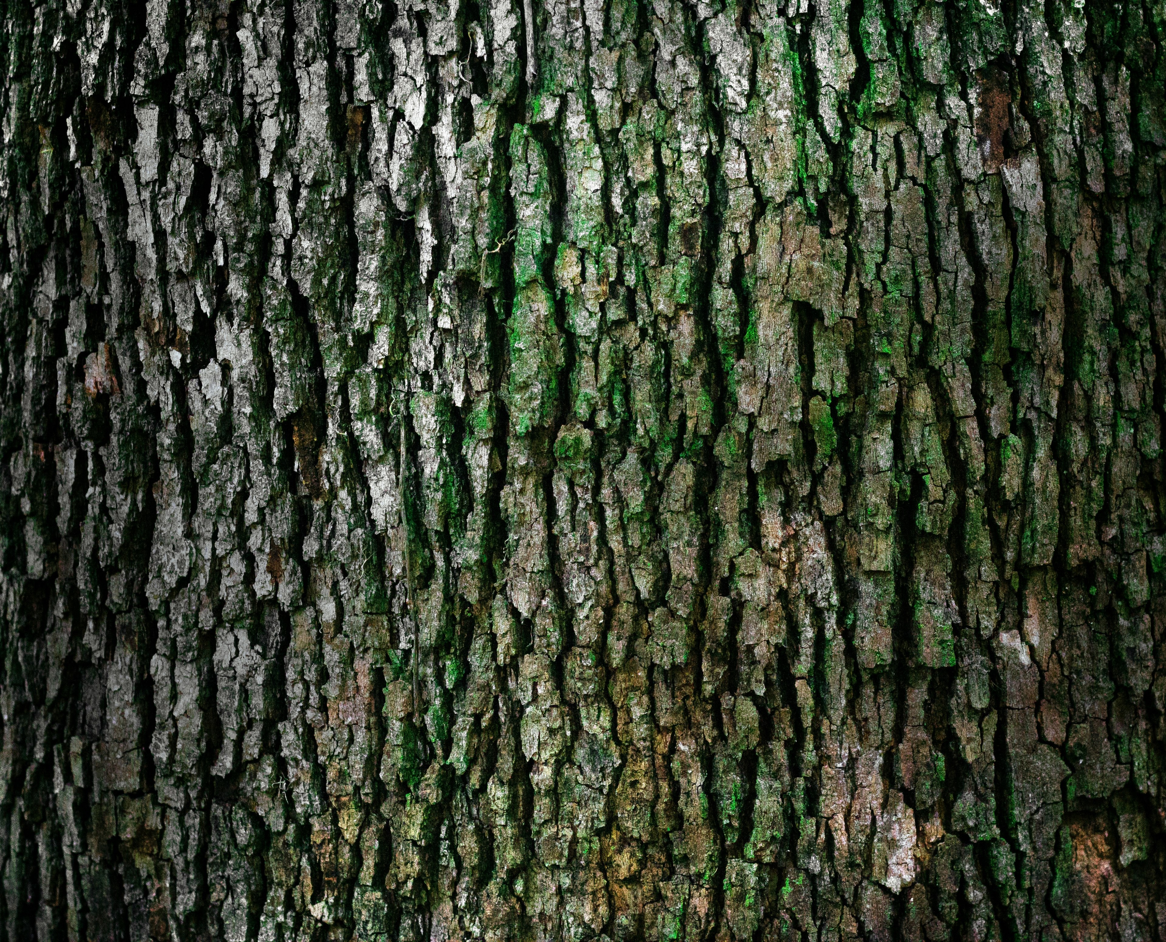 an up close view of green moss growing on the bark of a tree, moss growing on a tree 4k, HD Wallpaper