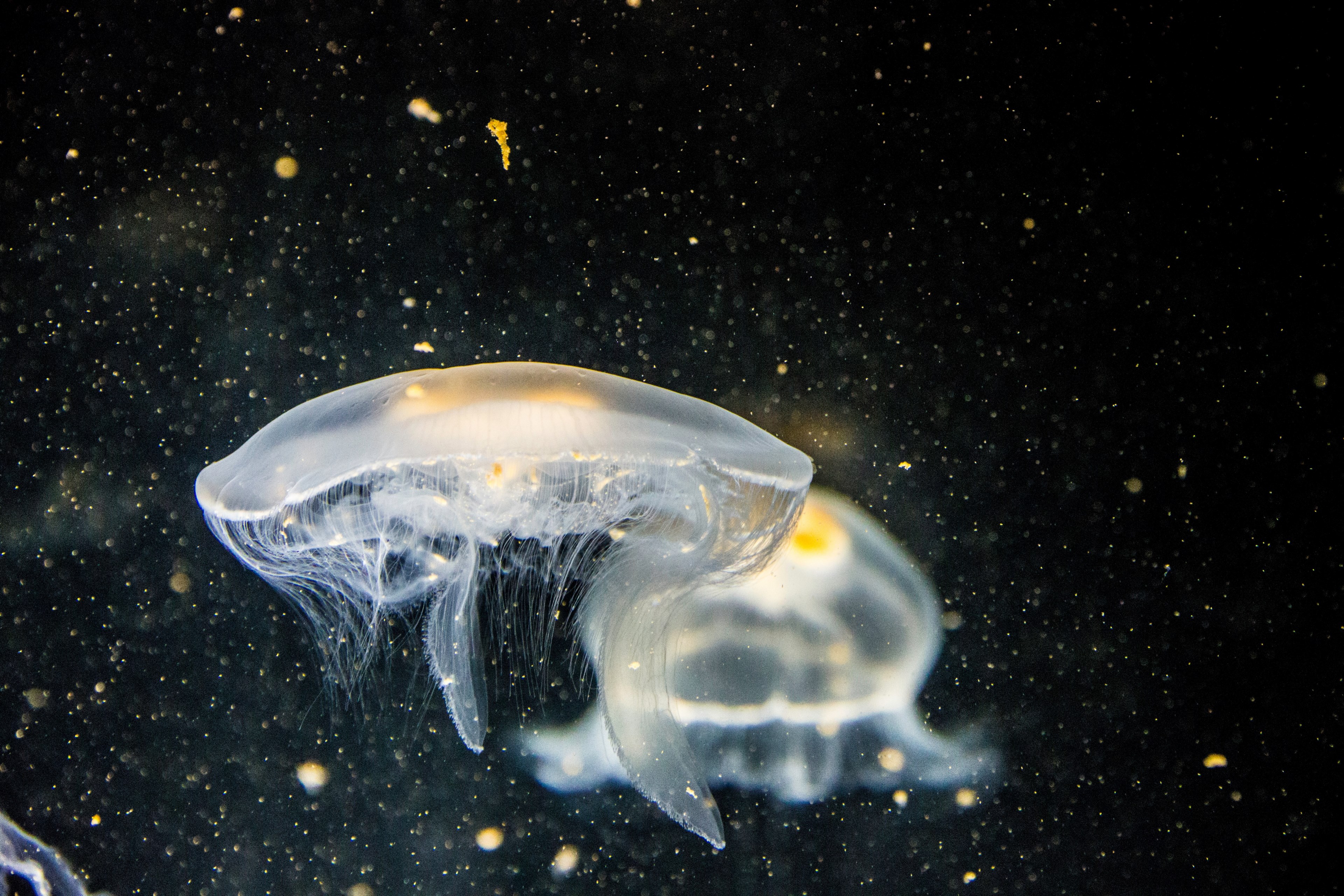 two translucent jellyfishes in dark bubbly water, floating jellyfish 4k, HD Wallpaper