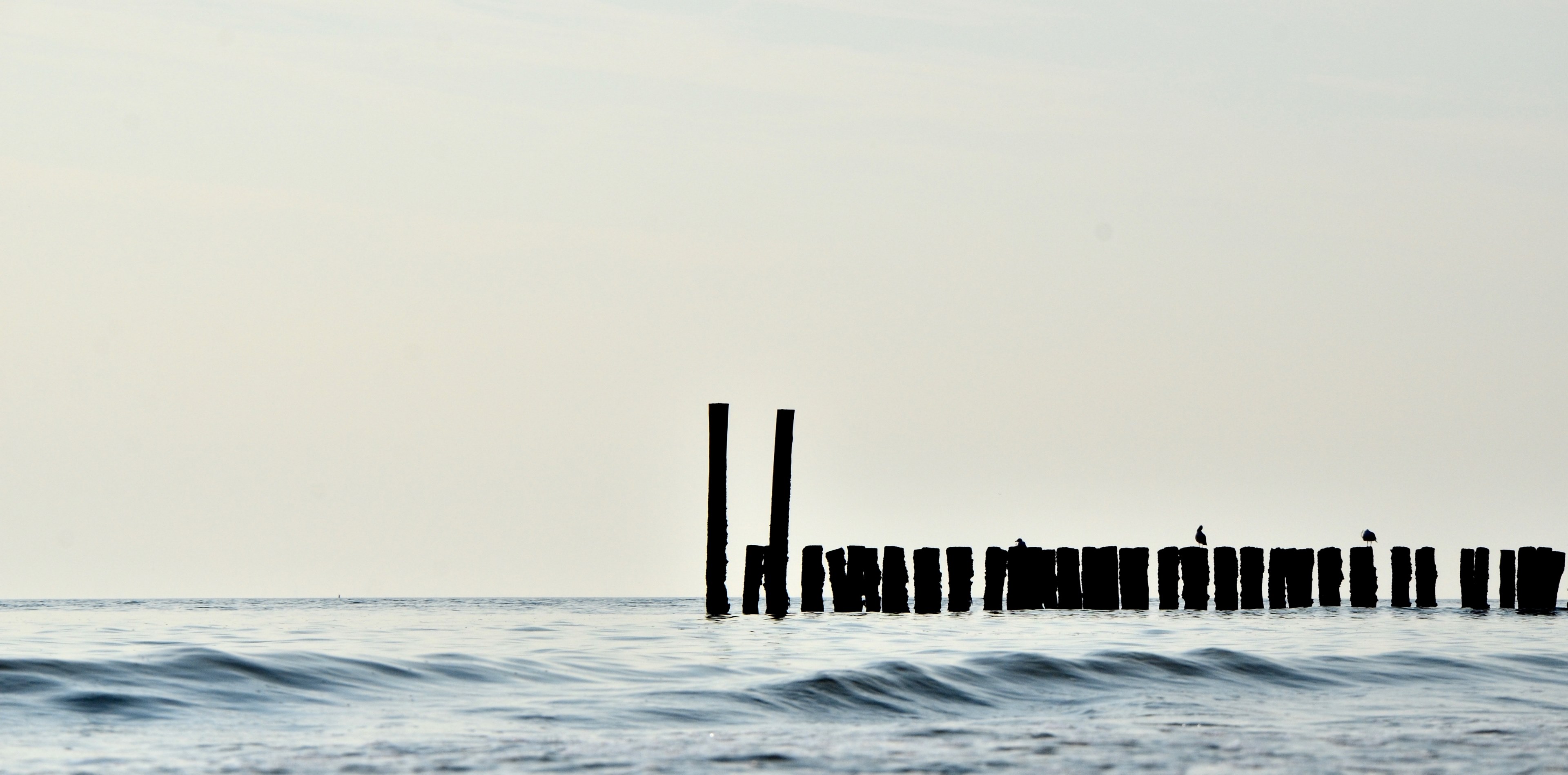 seagulls on old pier poles in the ocean at zoutelande, old pier poles 4k, HD Wallpaper
