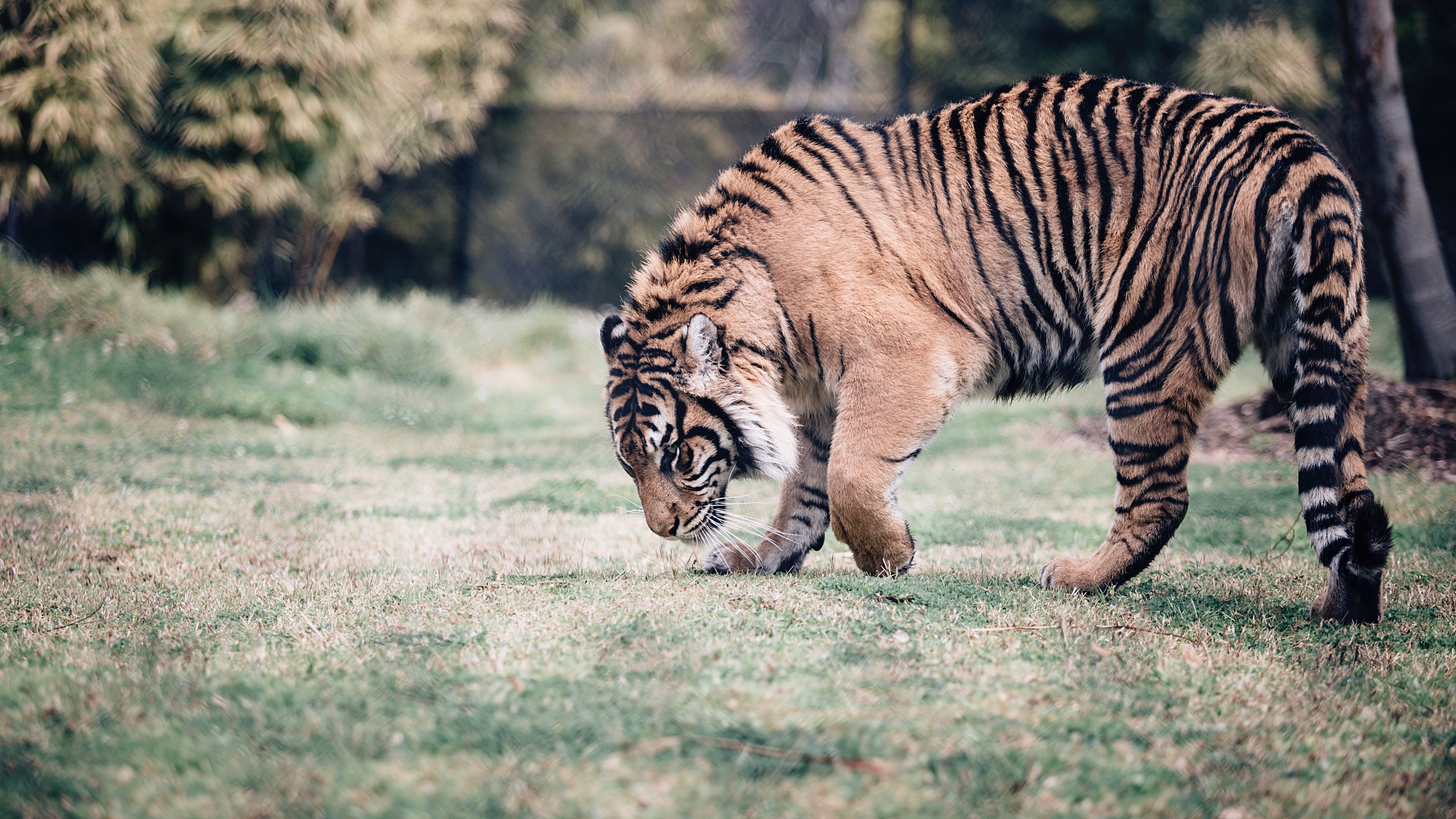 tiger, predator, walk, grass, 4k, HD Wallpaper
