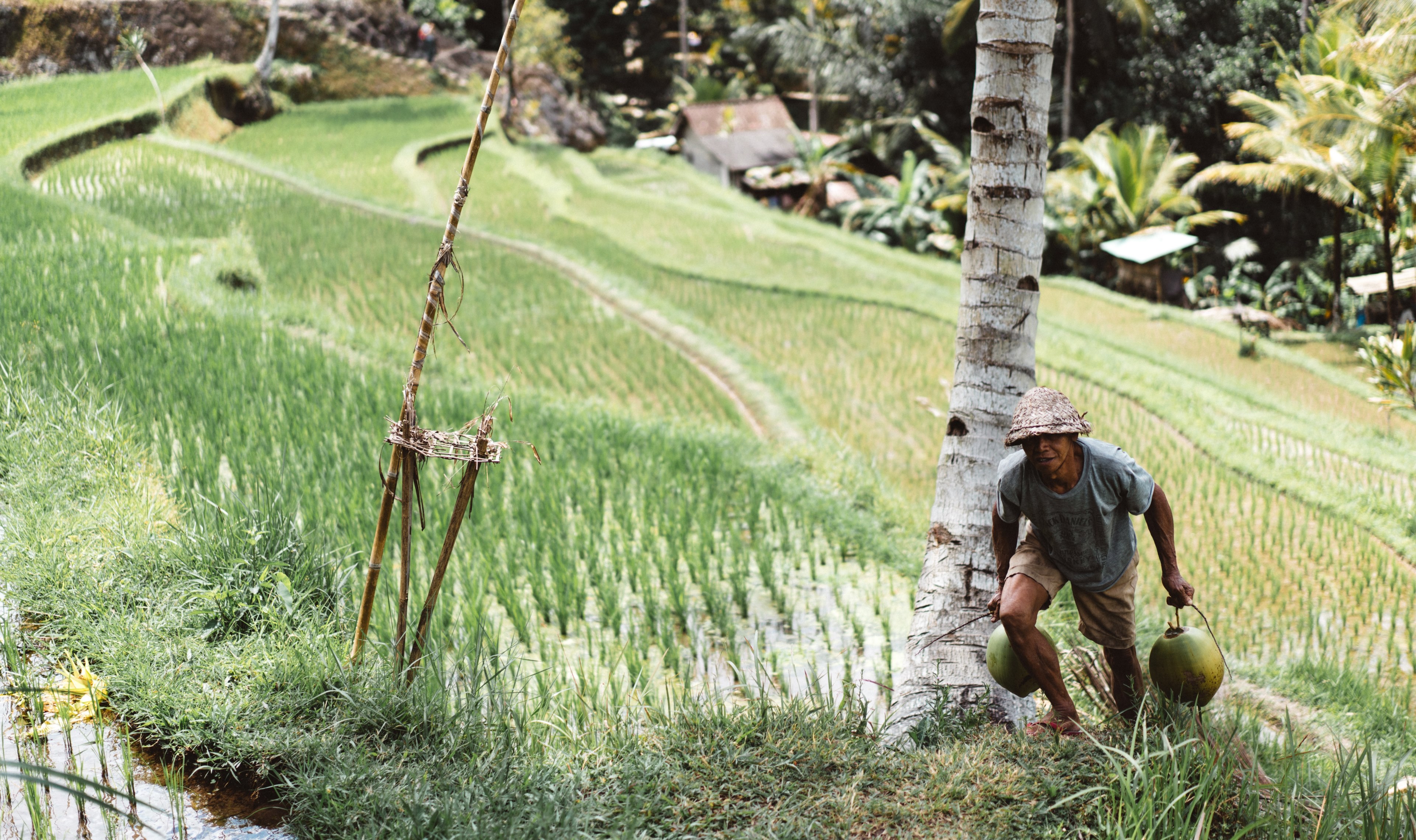 a man carries coconuts up bali rice fields, ricefields 4k, HD Wallpaper