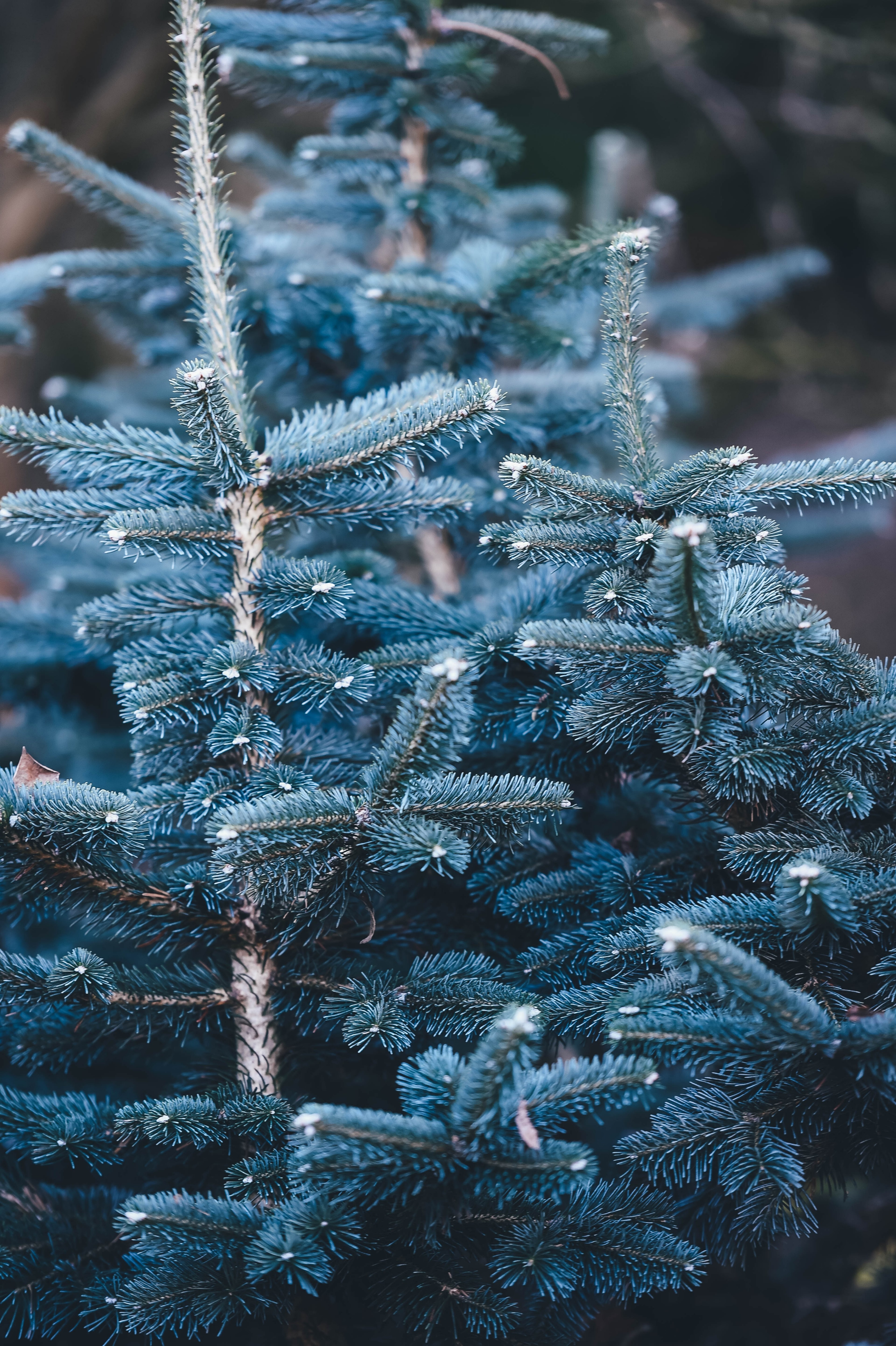 needly branches of a spruce tree, spruce branches 4k, Phone HD Wallpaper