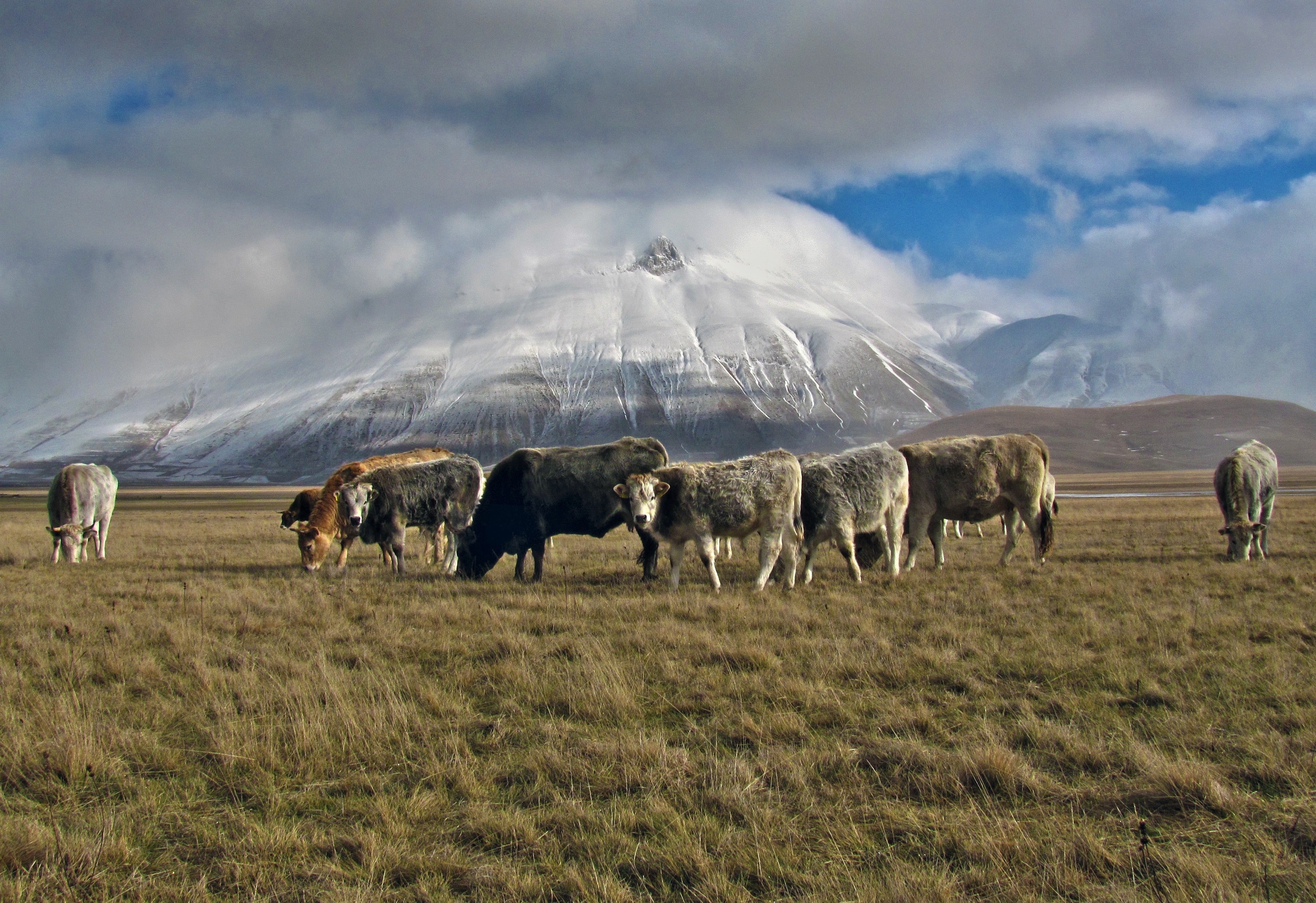 cow bovine livestock and mountain 4k, HD Wallpaper