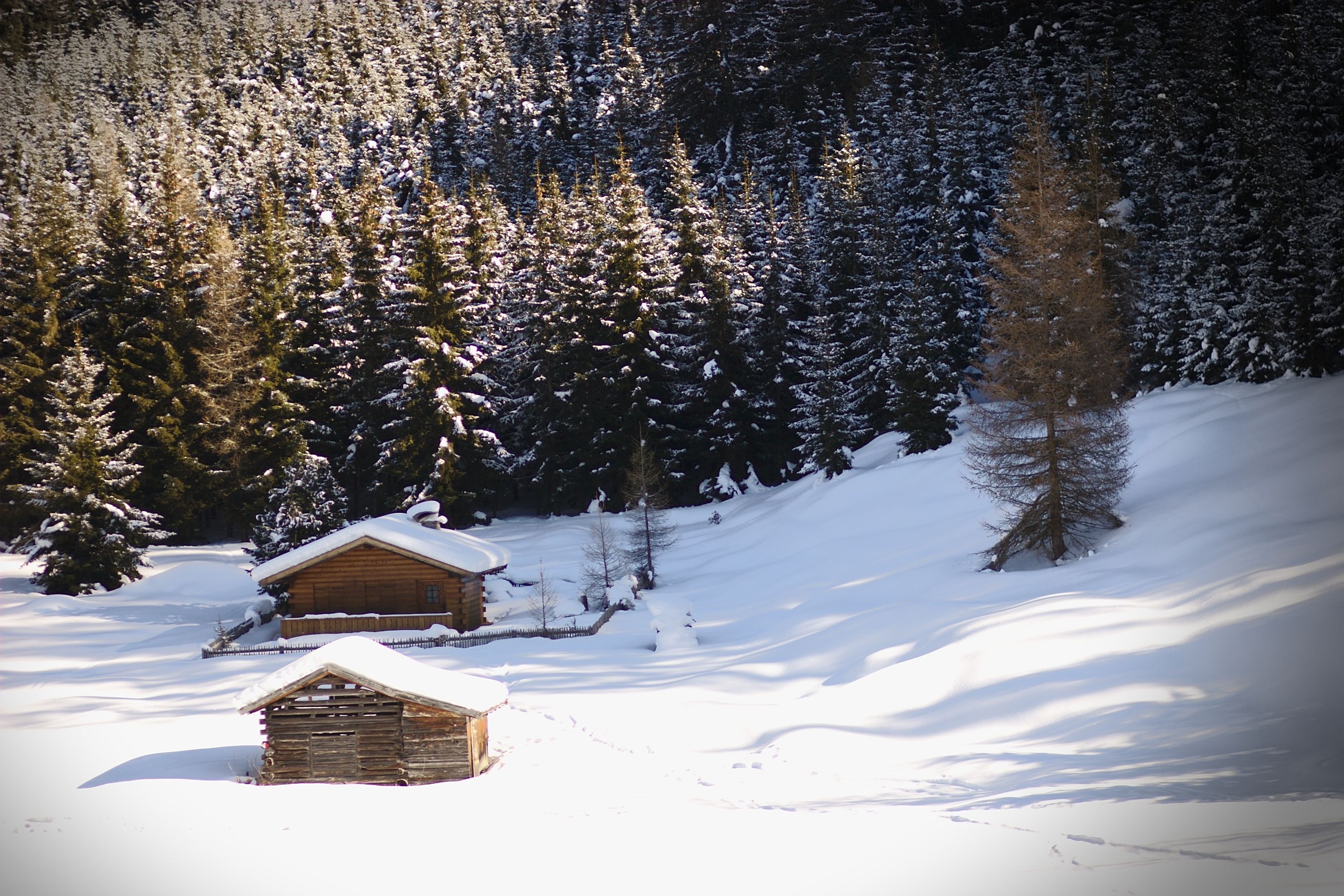 wooden cabin pinetree sun and cabin 4k, HD Wallpaper