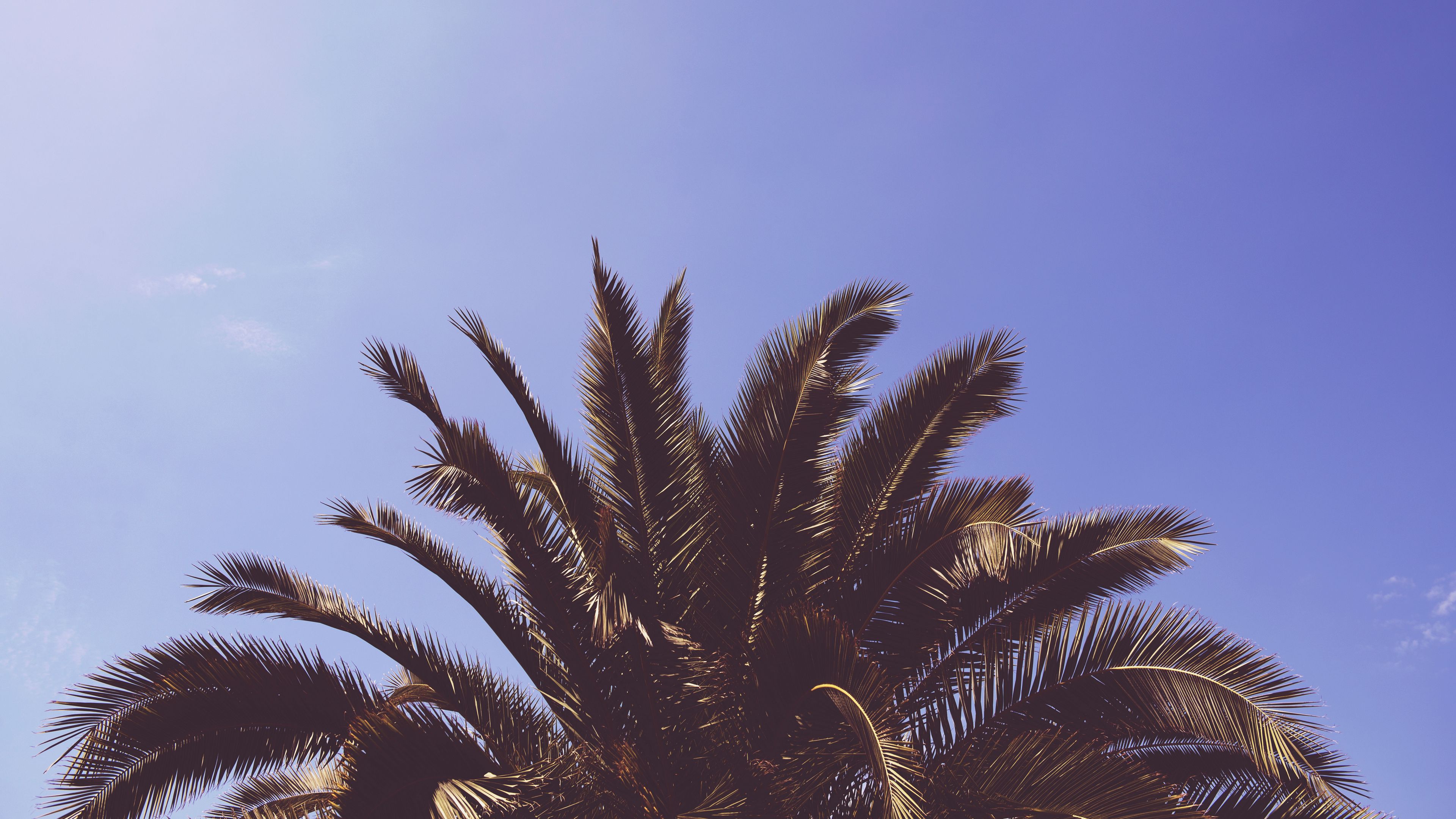 palm, tree, leaves, 4k, HD Wallpaper