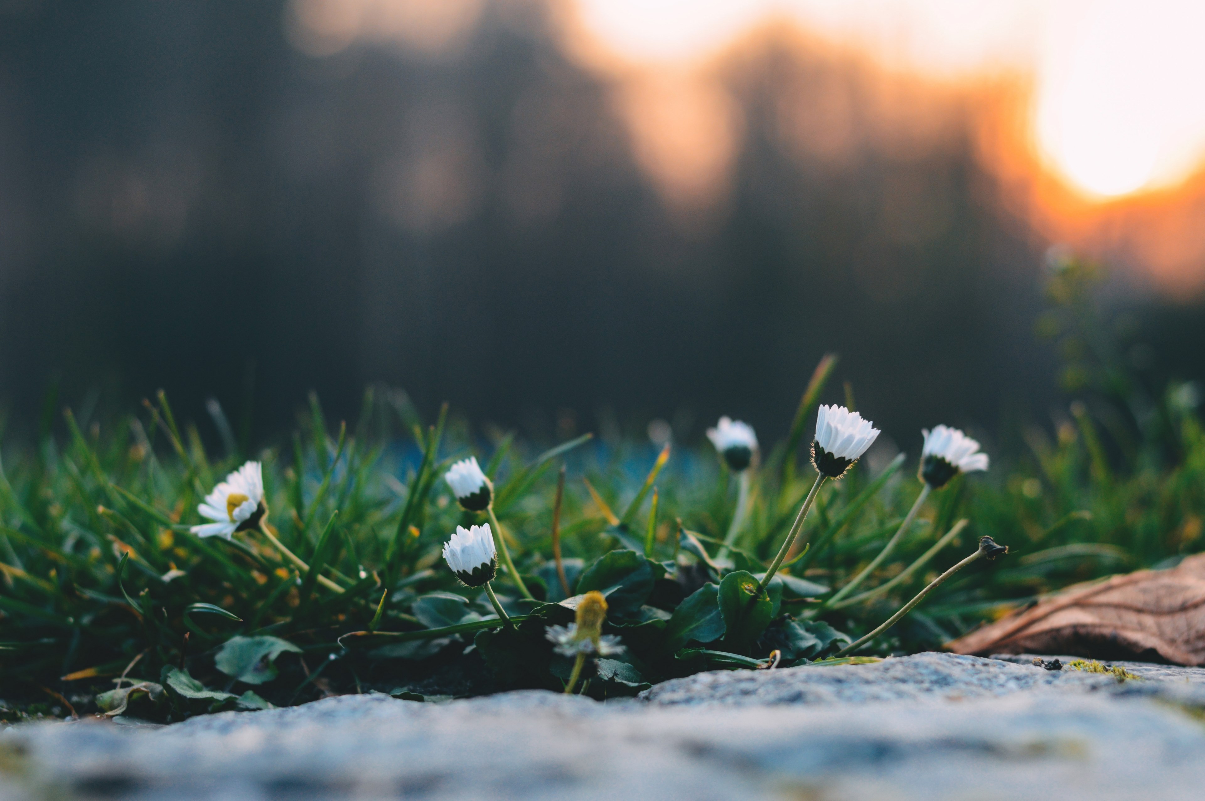 close up of white daisies bending towards the ground during sunset, daisy clump at sunset 4k, HD Wallpaper