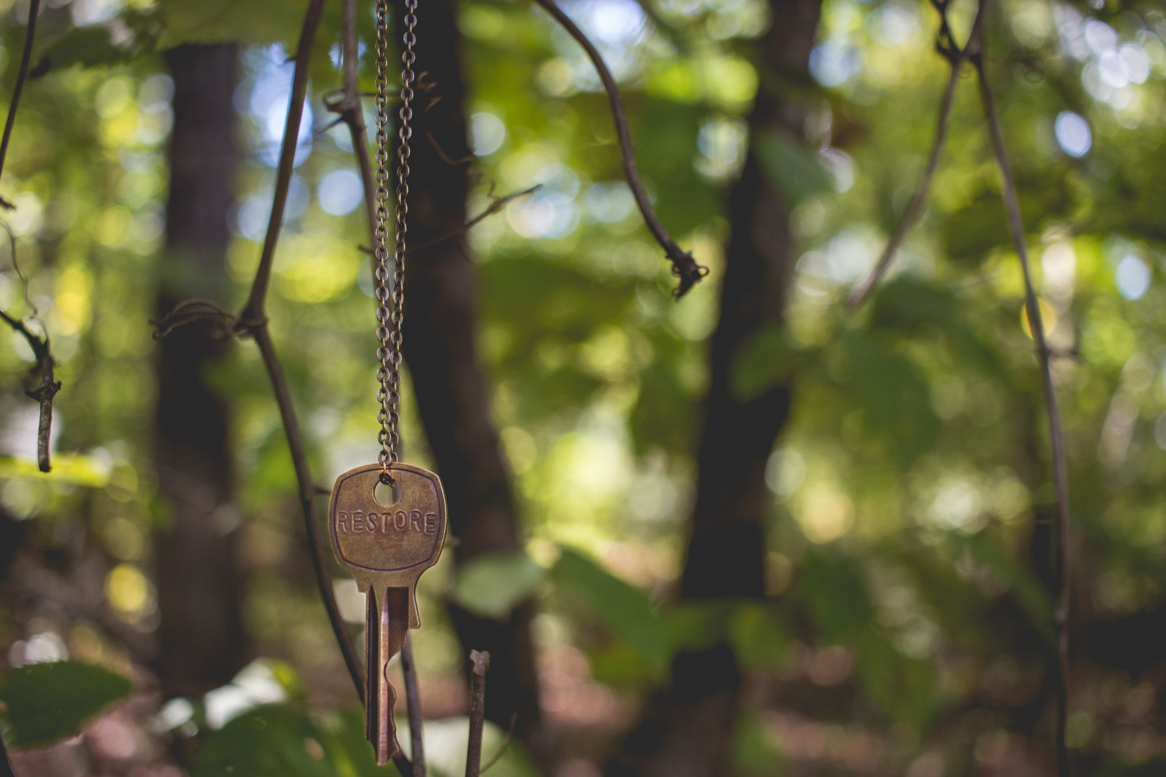 the word restore engraved in a key hanging from a branch, engraved key on a branch 4k, HD Wallpaper