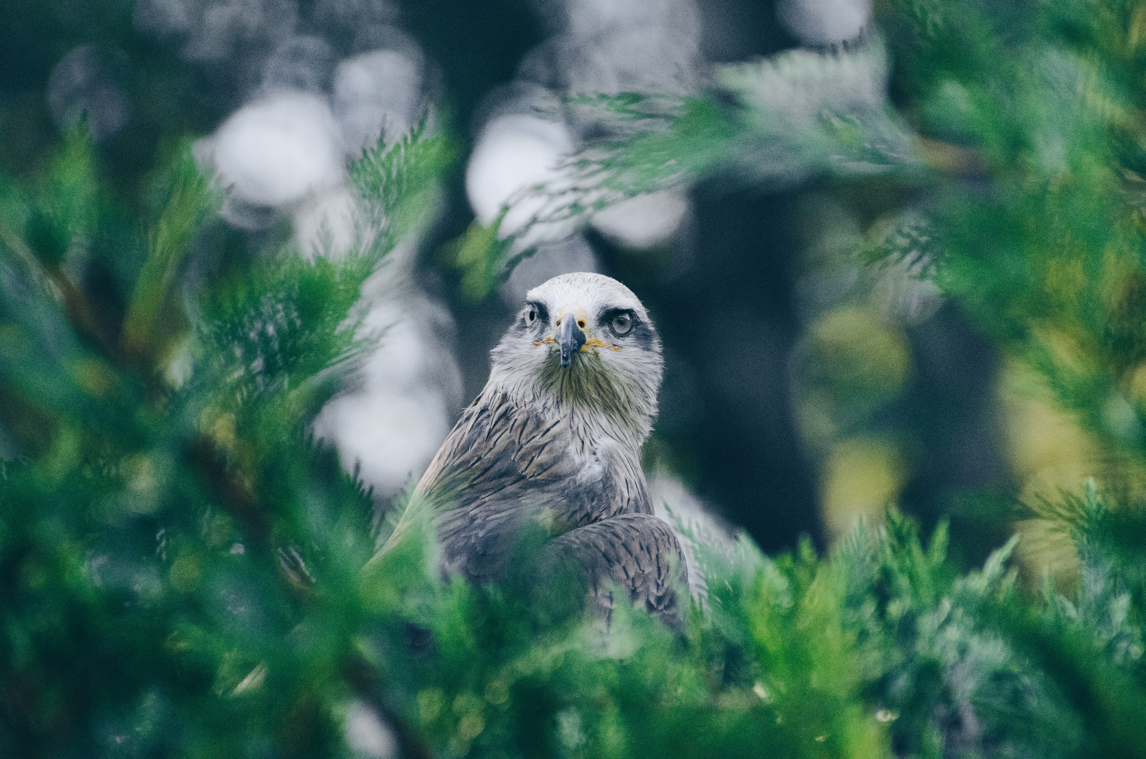 a shot of a sharp beaked bird in the branches of a green tree, bird in tree branches 4k, HD Wallpaper