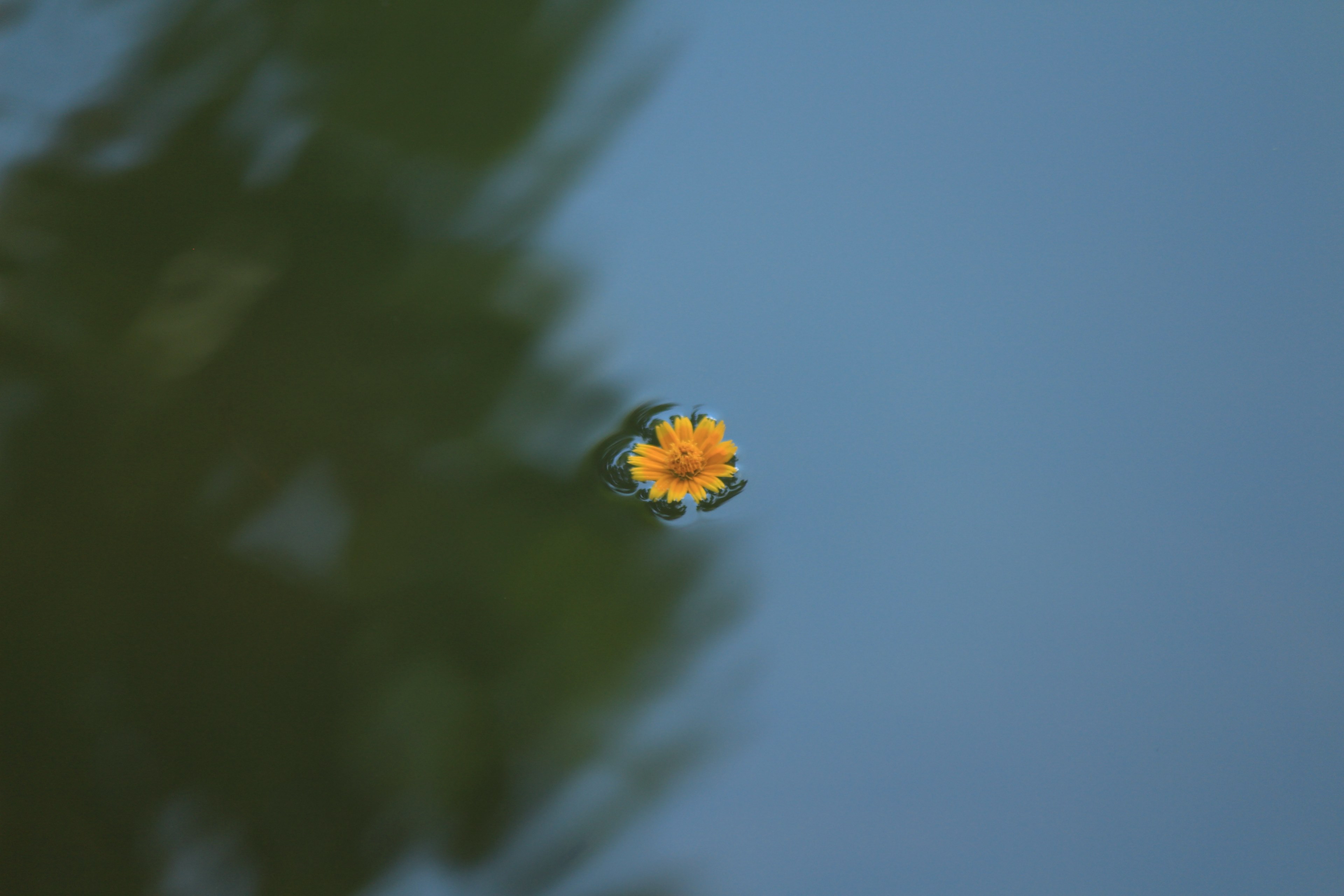 a single yellow flower floating on the surface of water, floating yellow flower 4k, HD Wallpaper
