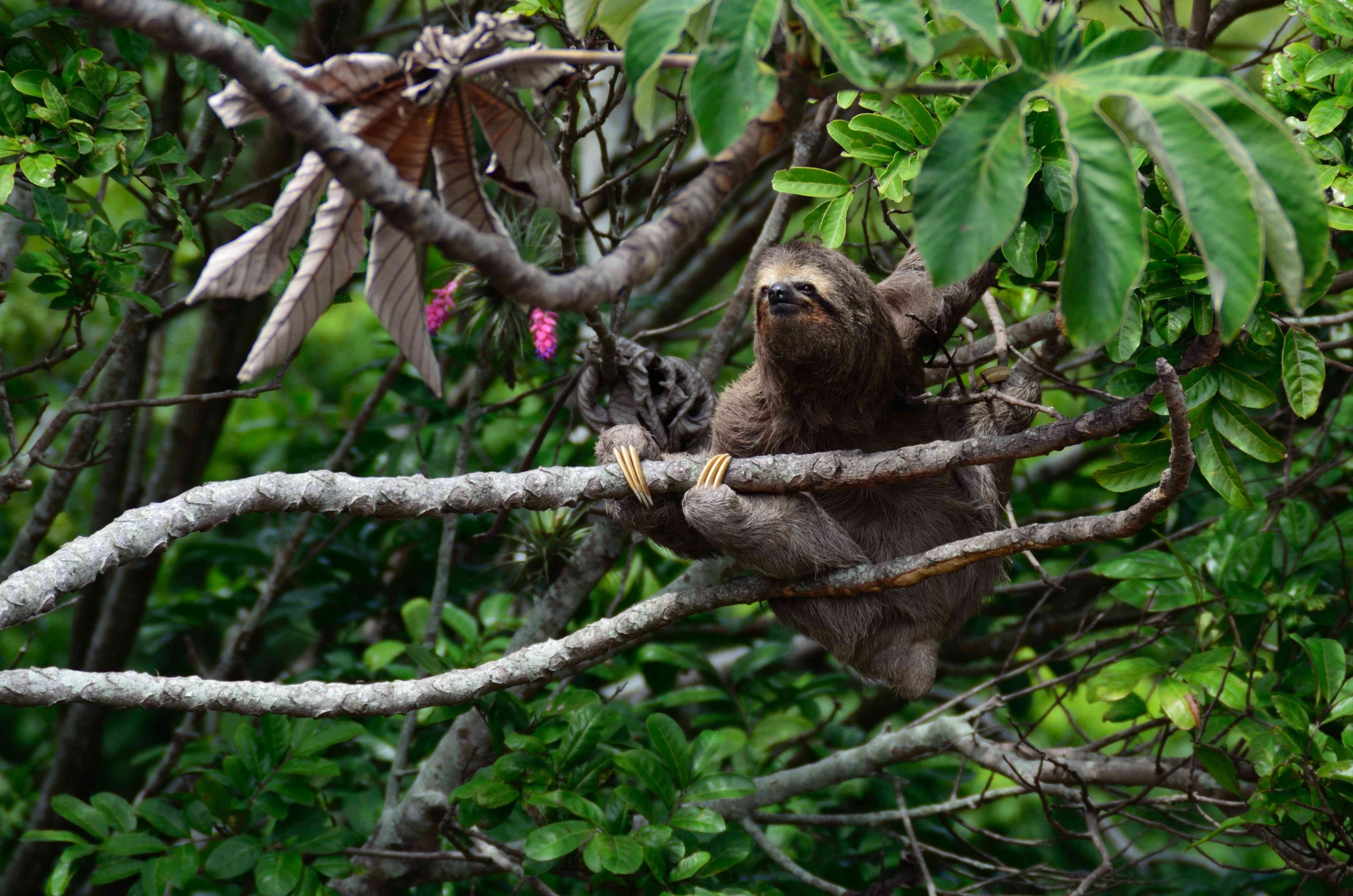 a sloth on a tree branch in a tropical forest, sloth in a tree 4k, HD Wallpaper