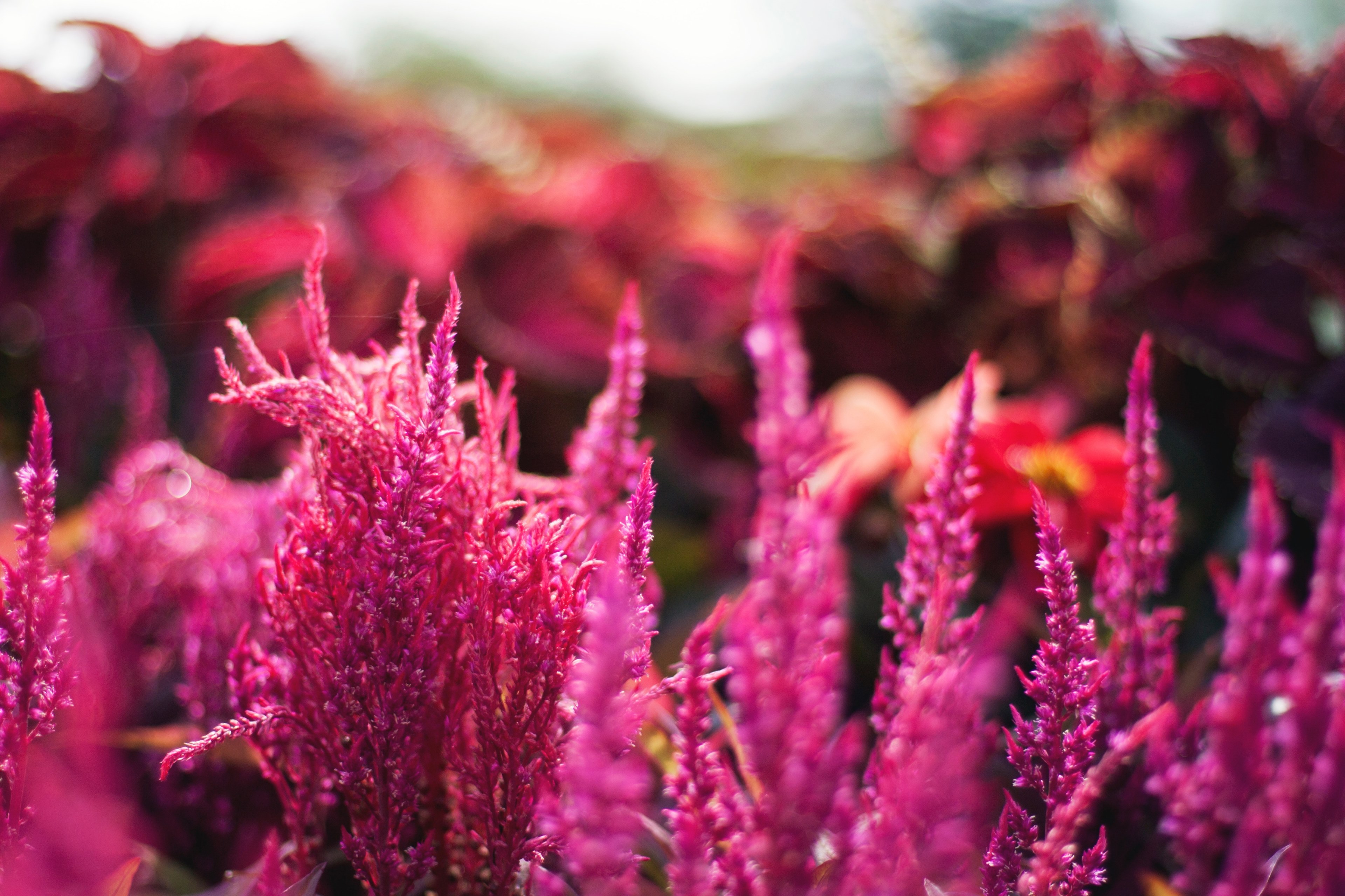 color flower purple and saturated 4k, HD Wallpaper