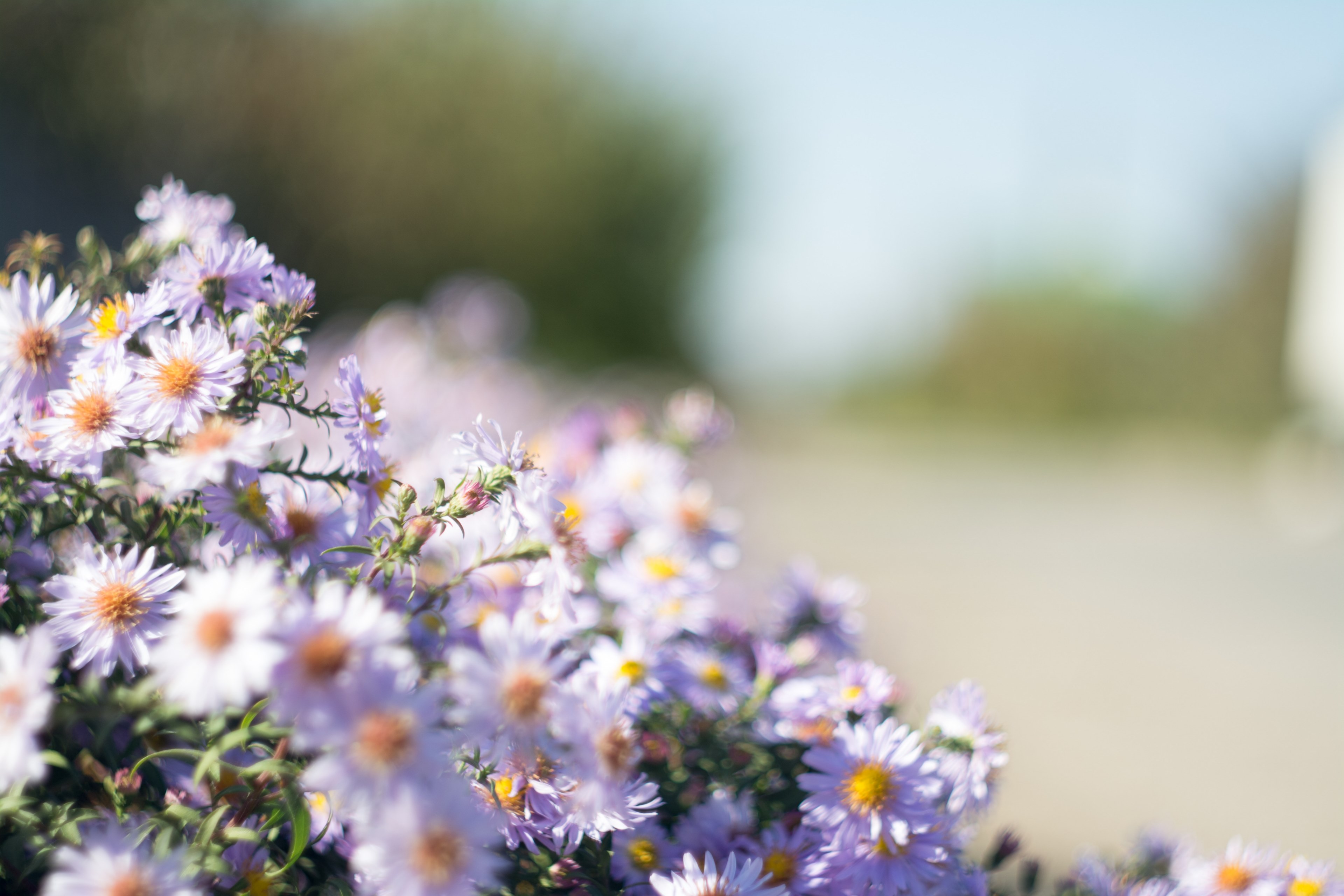 daisy flowers on grassy mound with blurred blue sky background in spring, sunlit daisies 4k, HD Wallpaper