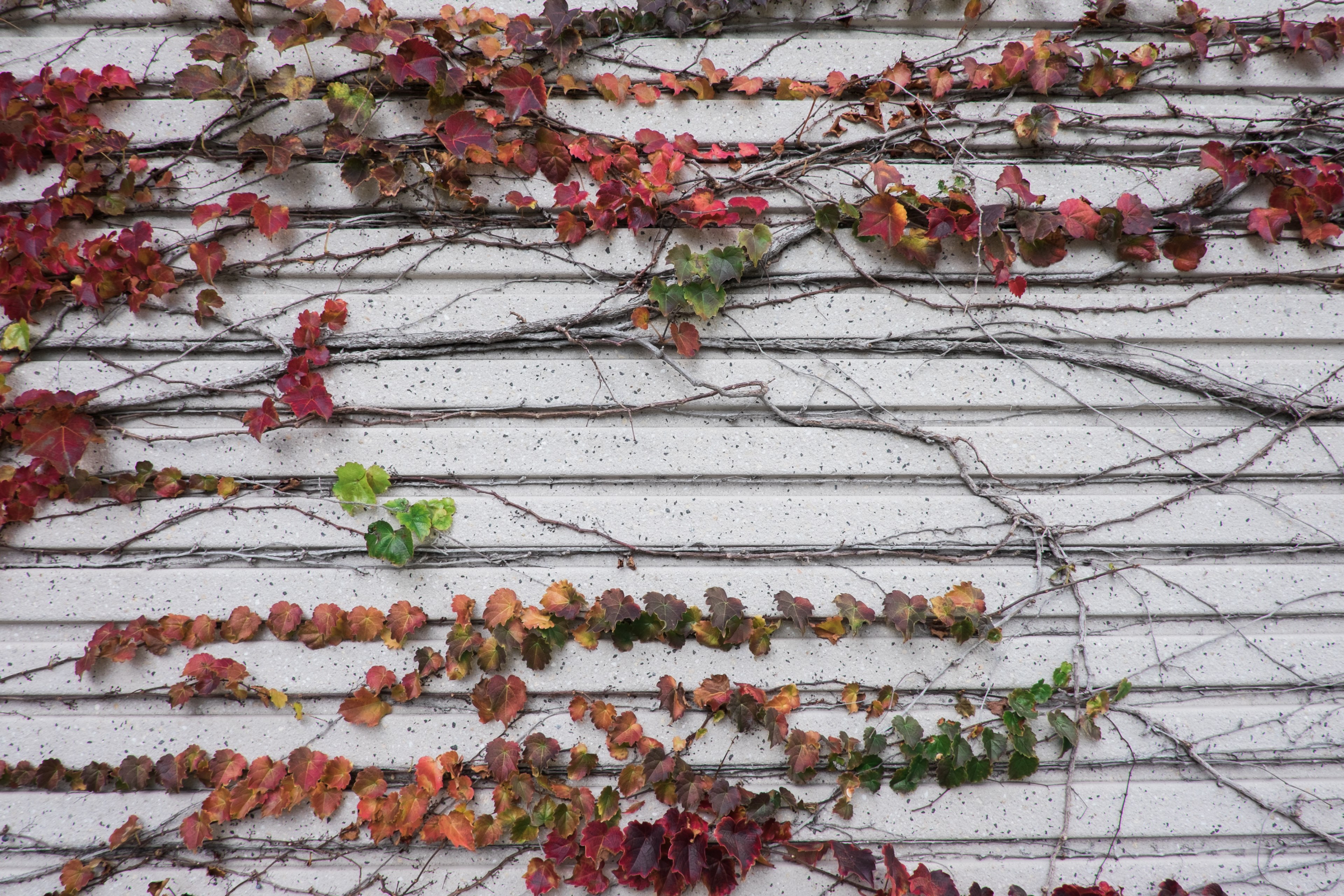dying plant gardening and autumn 4k, HD Wallpaper