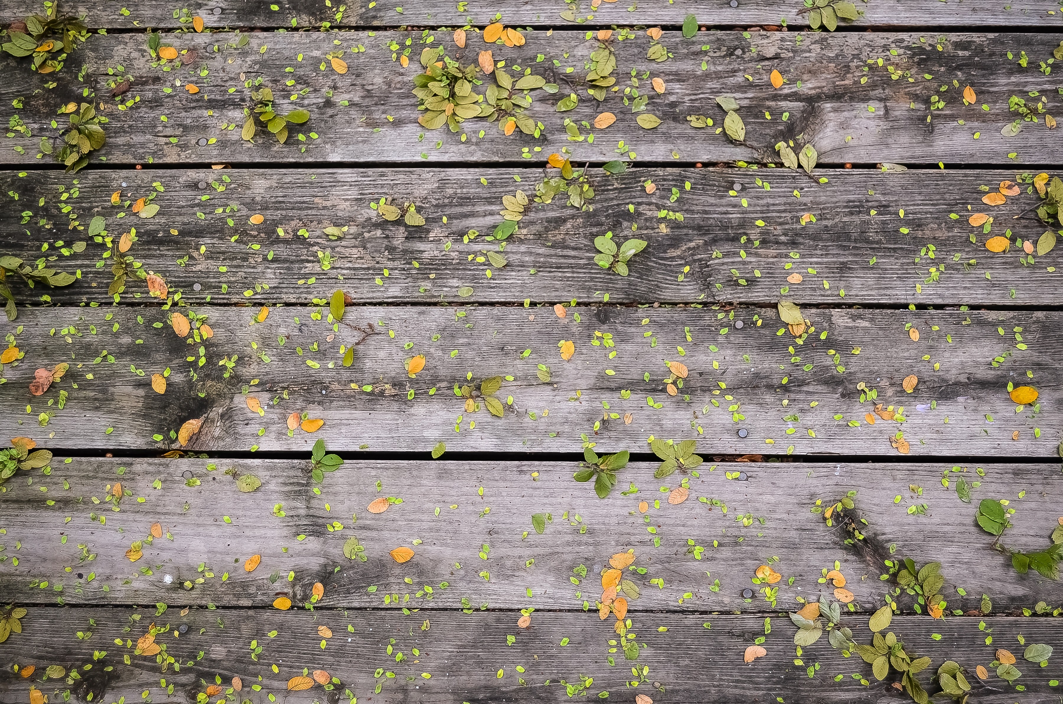 plank deck leaf and fall 4k, HD Wallpaper