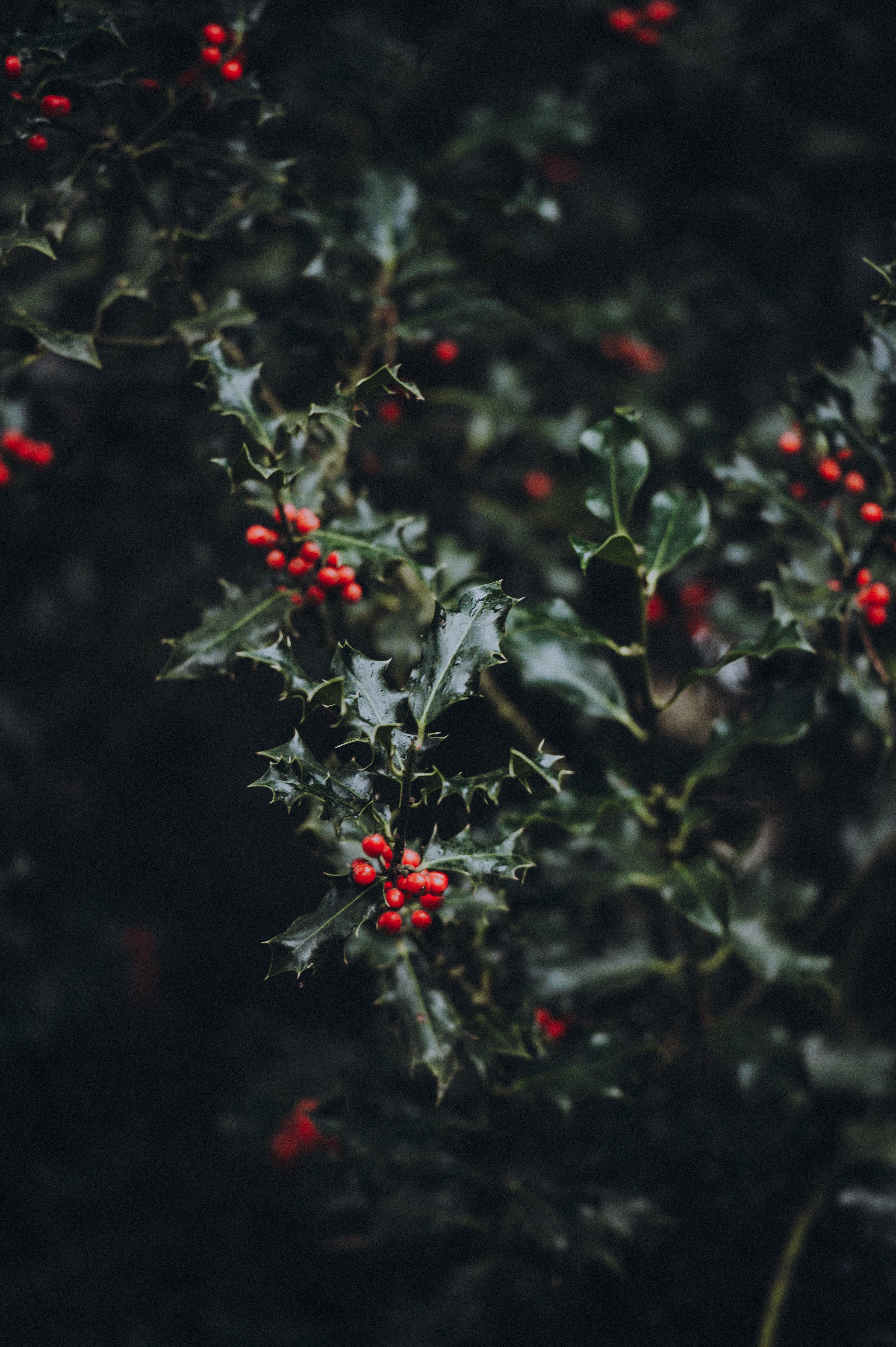 holly berries 4k, Phone HD Wallpaper