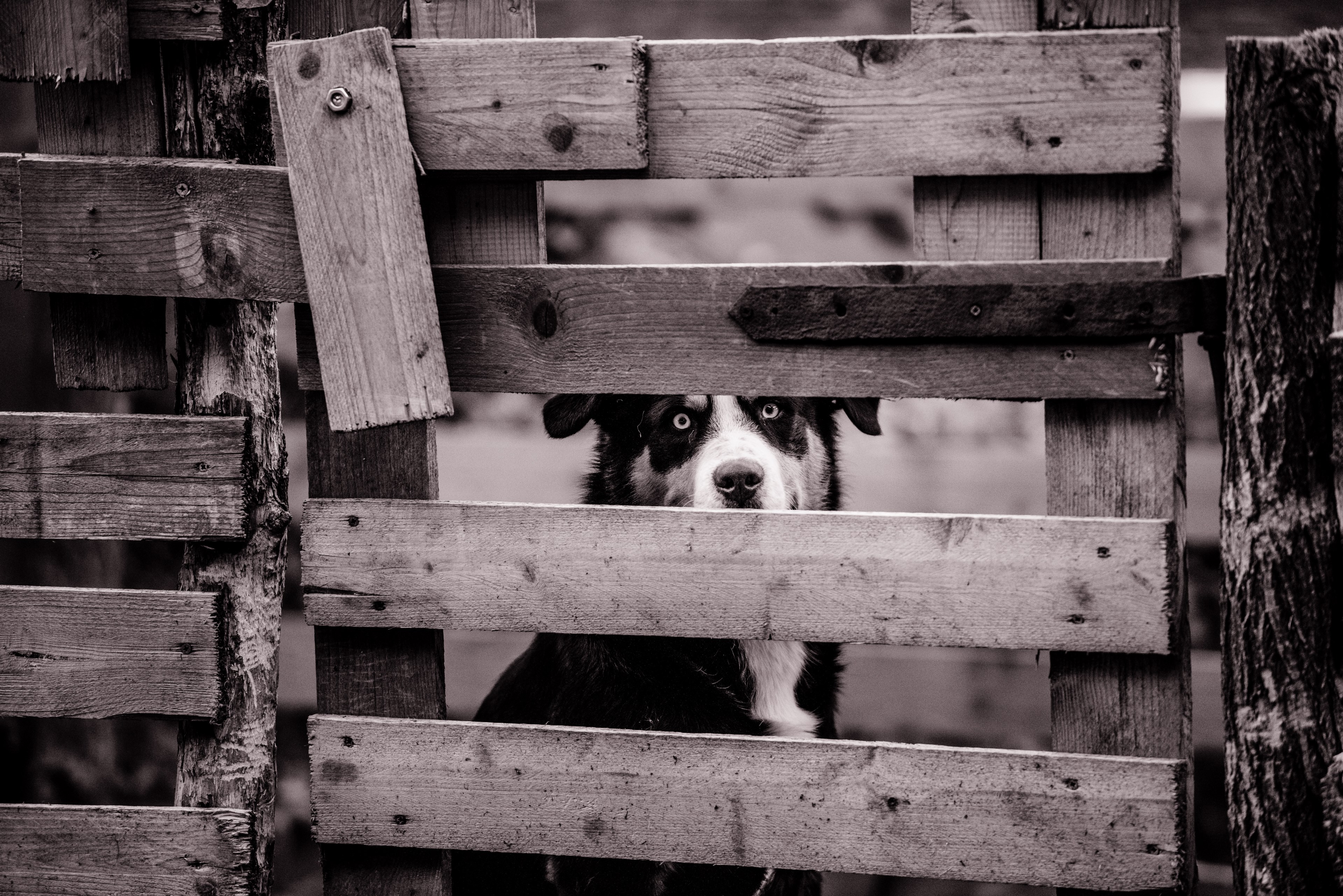 black and white sheepdog sitting behind wooden fence in lipoglav, sheep dog and fence lipoglav 4k, HD Wallpaper