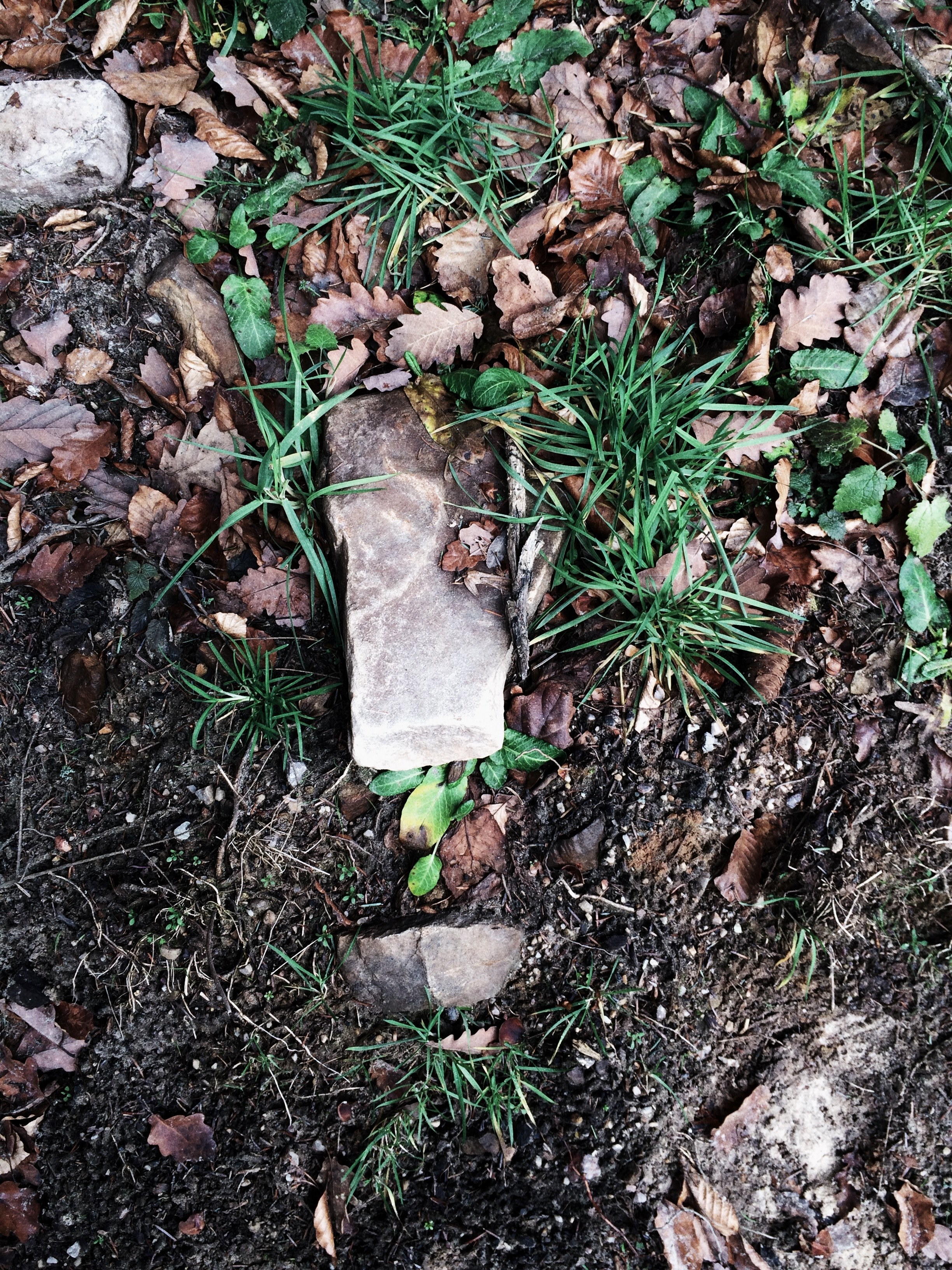 a top view of a flat rectangular stone among other stones soil and leaves, stone on forest floor 4k, Phone HD Wallpaper