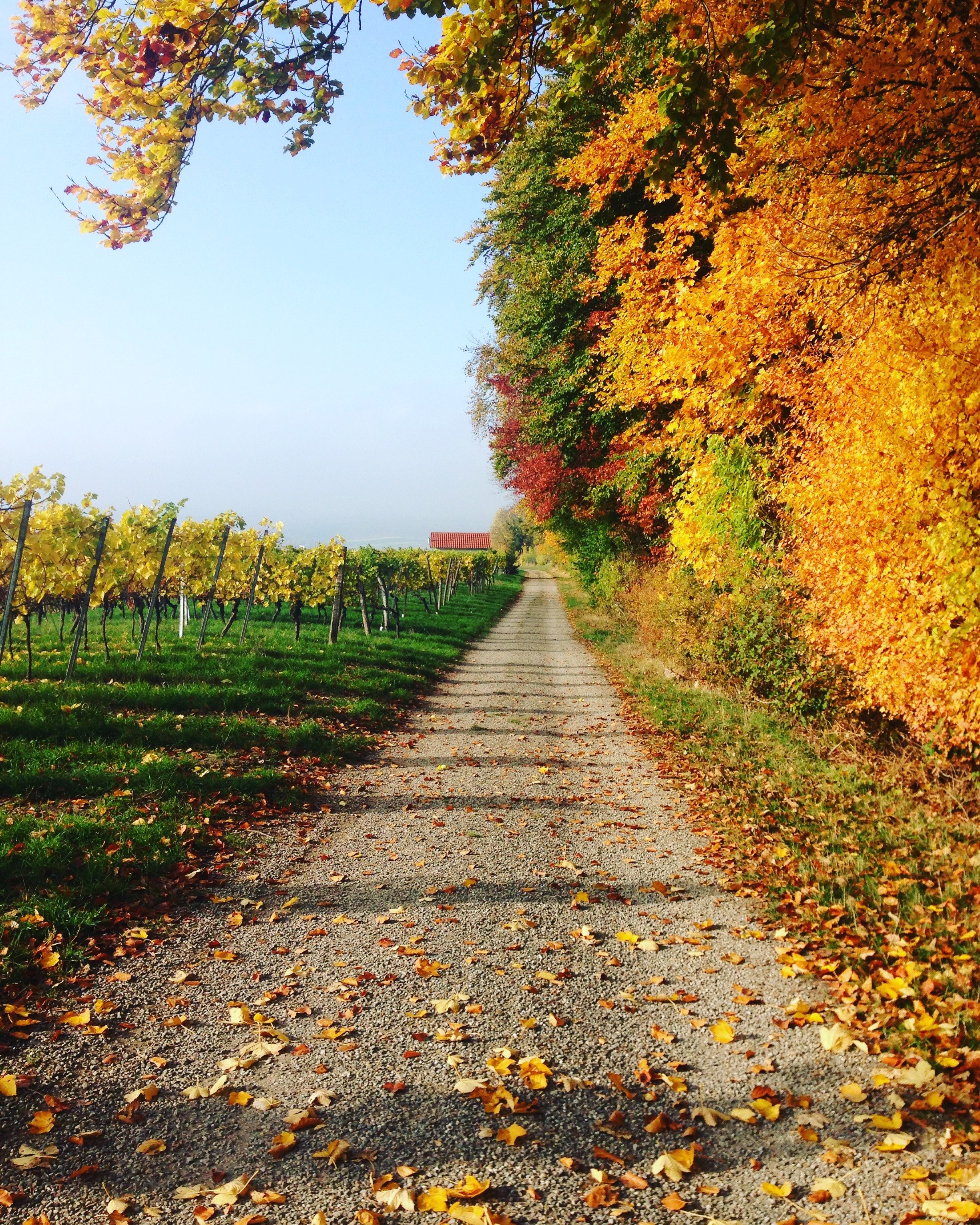 a gravel path between an orchard and a forest in autumn, autumn orchard path 4k, Phone HD Wallpaper