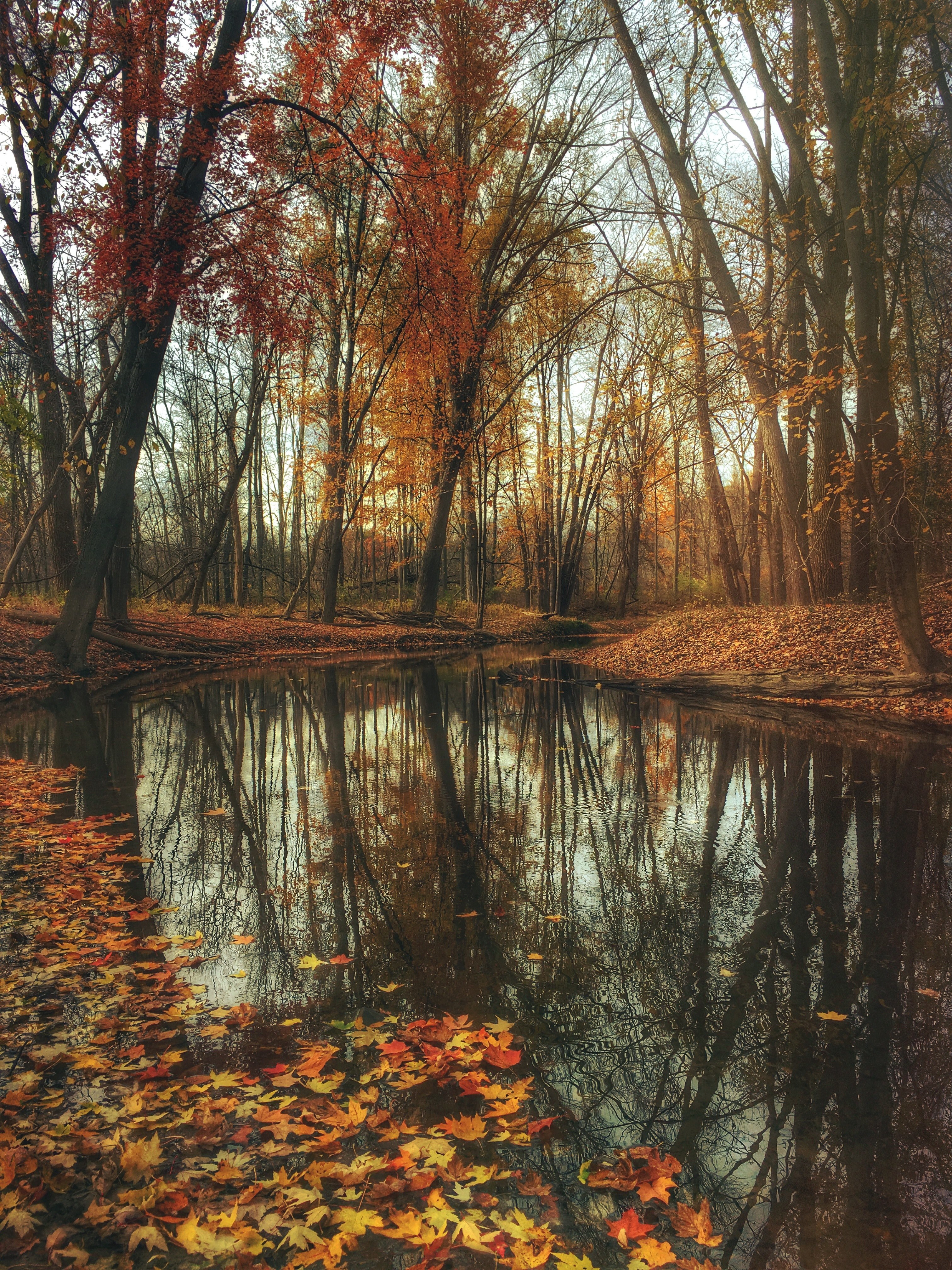 a tree lined body of water with leaves maple leaves floating on its surface, autumn leaves floating in a park 4k, Phone HD Wallpaper
