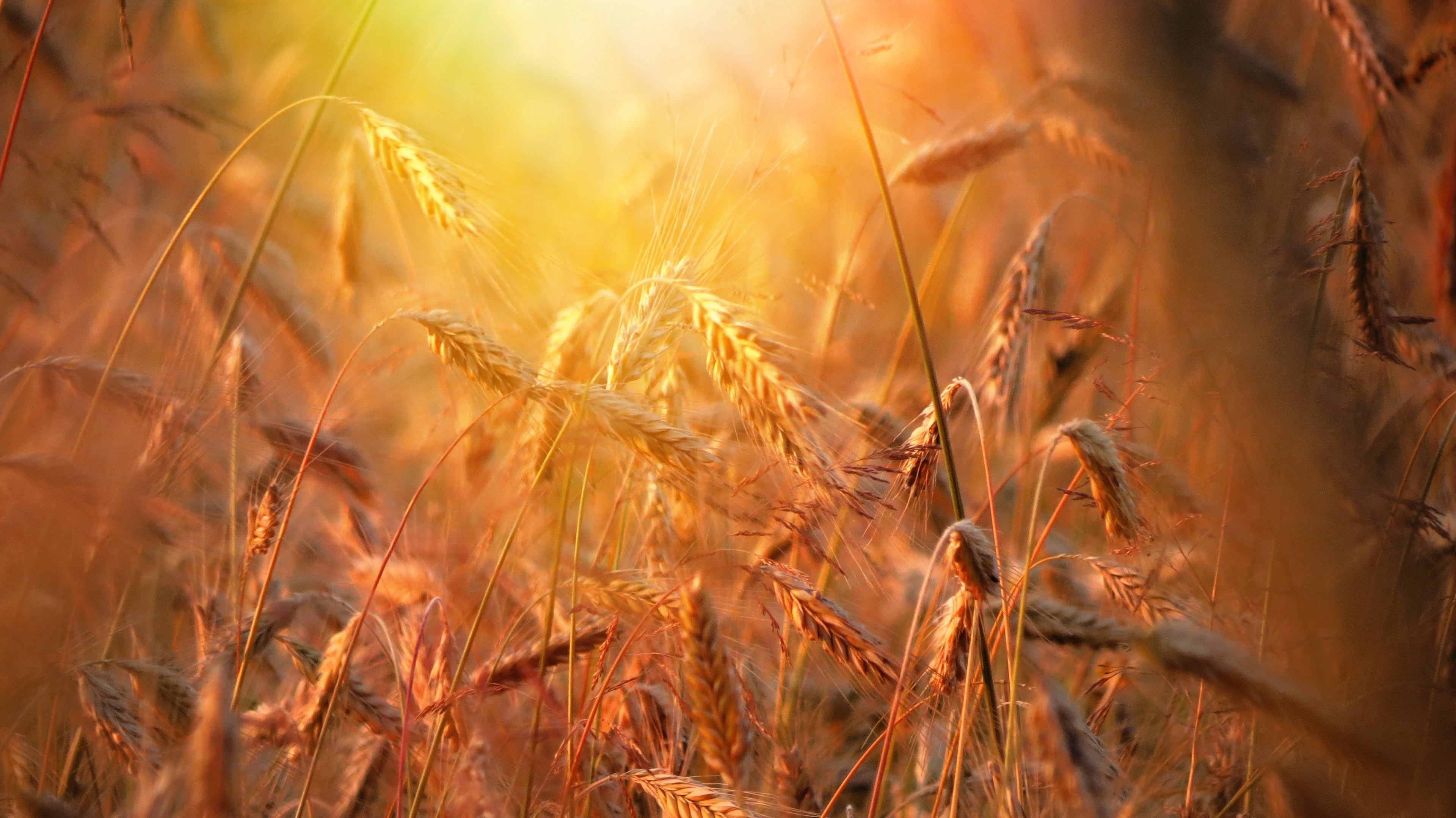 whole grain 4k, HD Wallpaper
