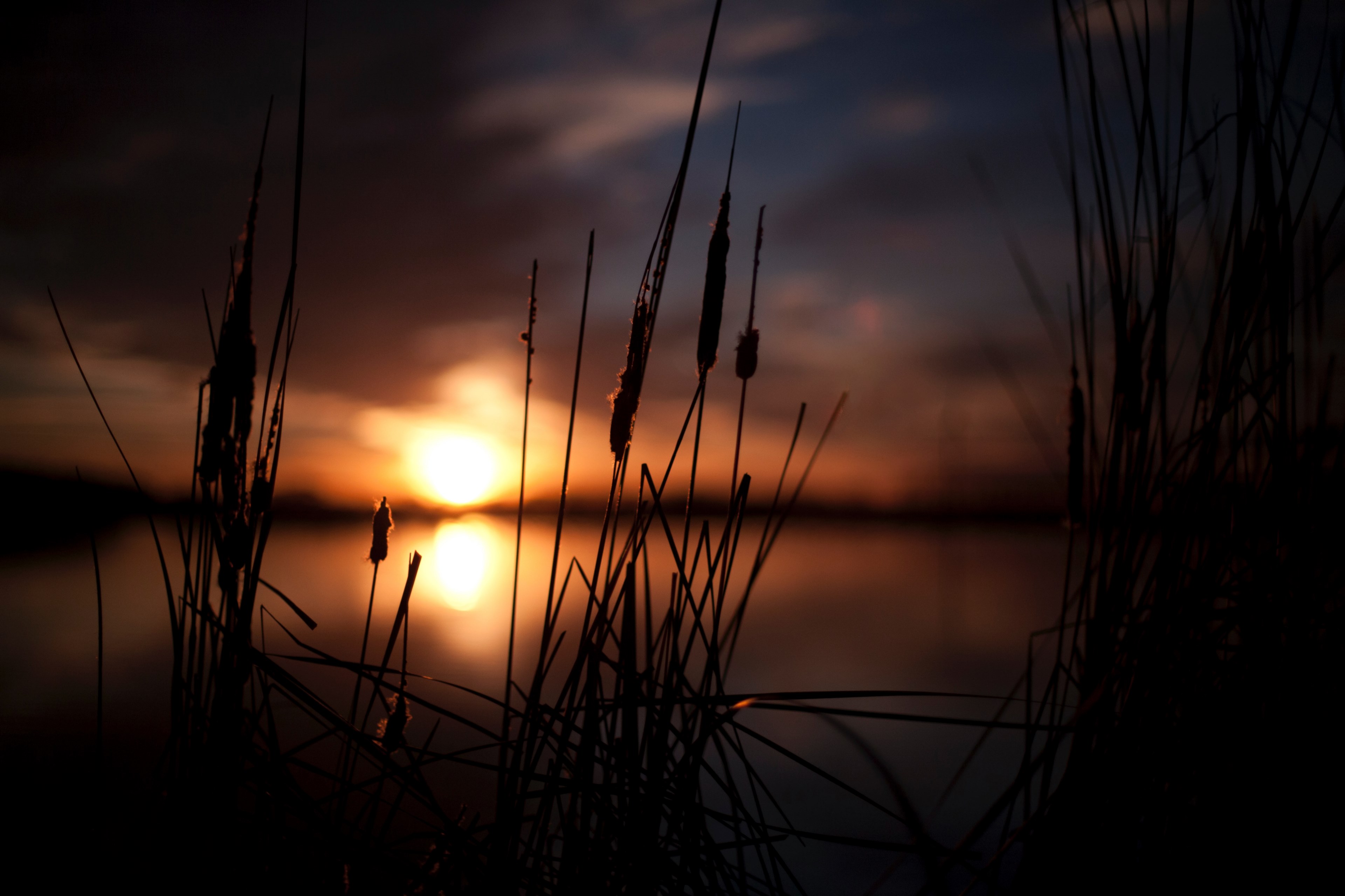 silhouette of tall grass during sunset, tall grass silhouette at sunset 4k, HD Wallpaper