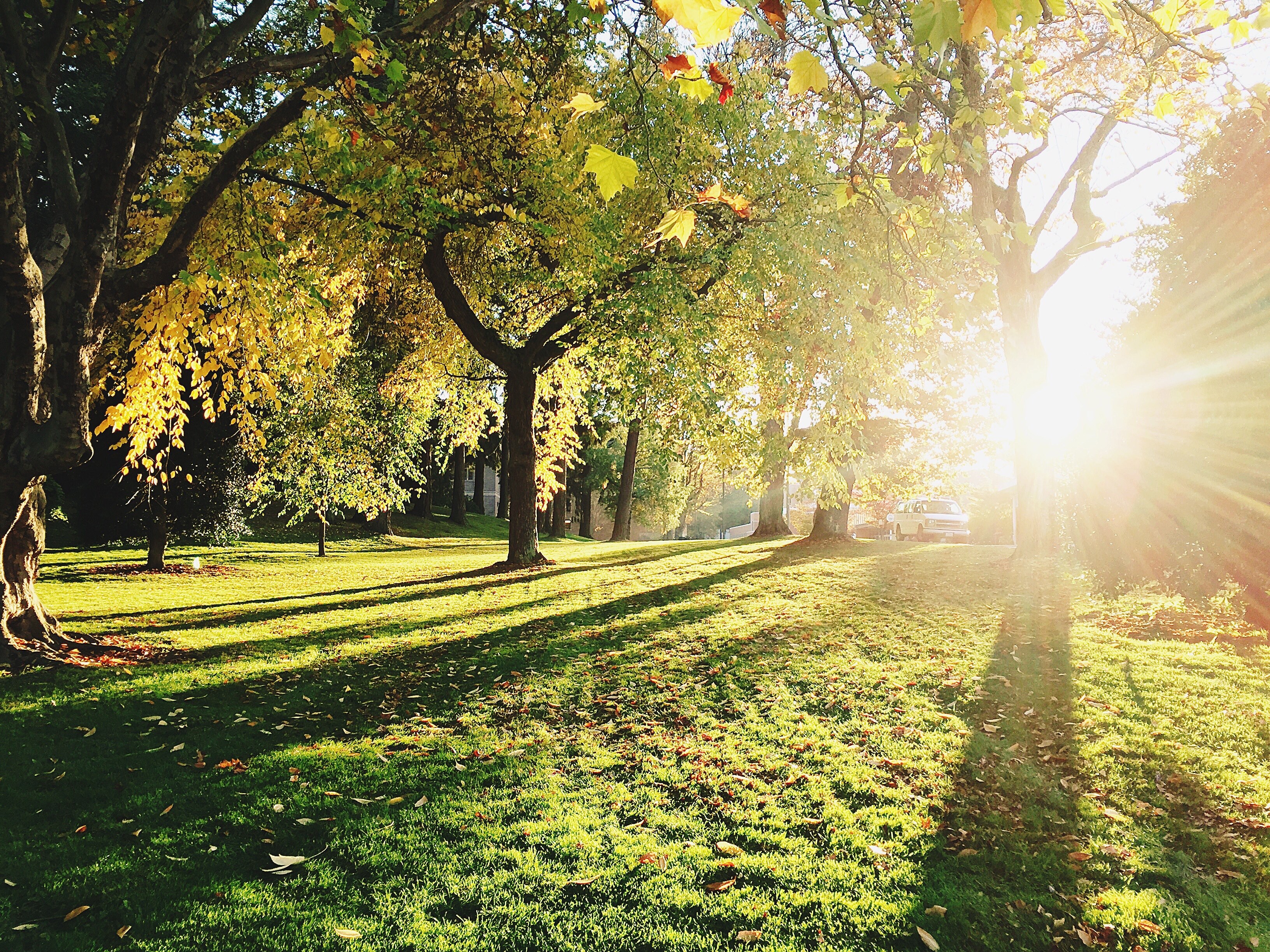 a grassy area with sunlight coming through the trees in bellingham, bellingham trees 4k, HD Wallpaper