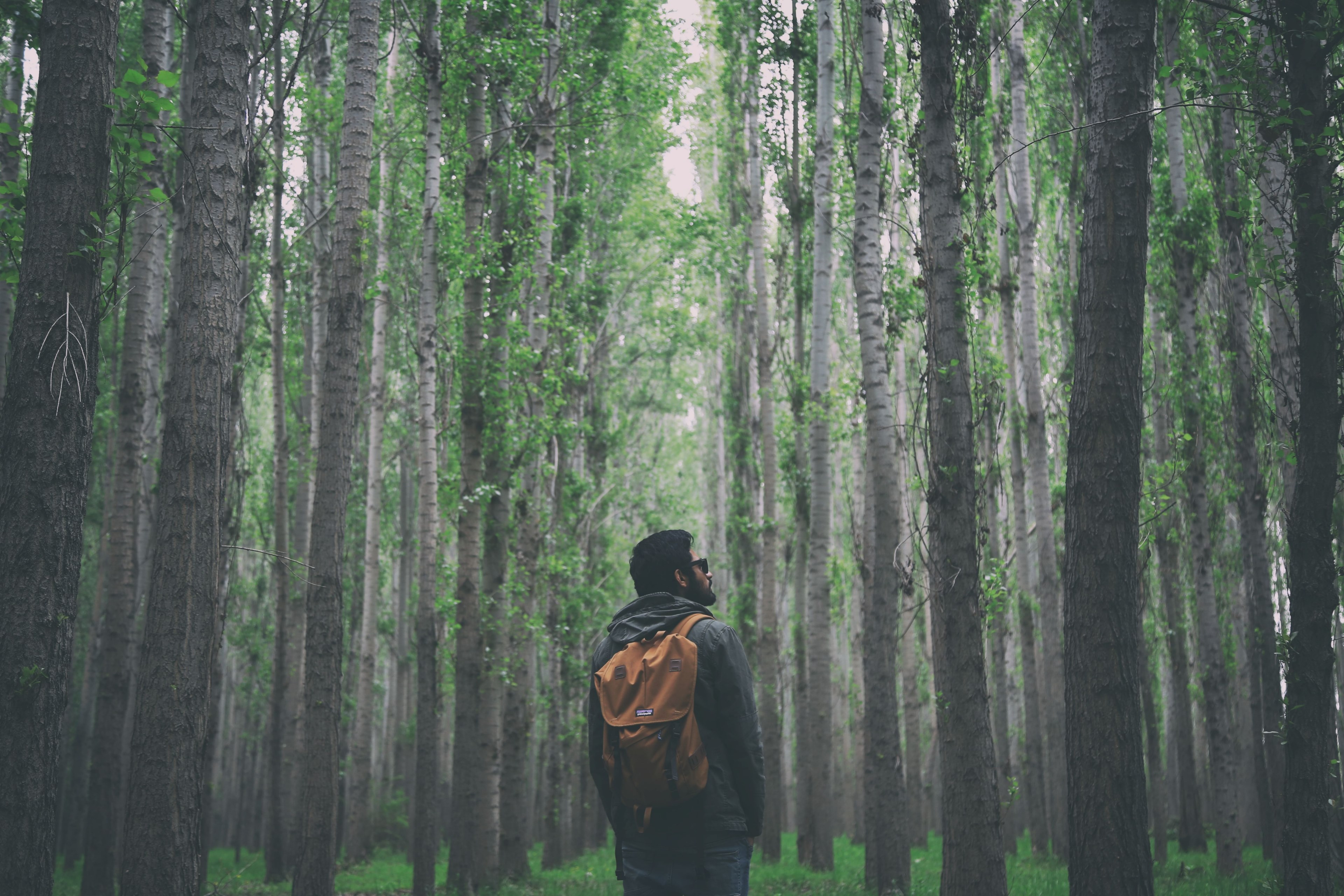 a male backpacker in sunglasses in a forest in tokmok, a walk in the forest 4k, HD Wallpaper