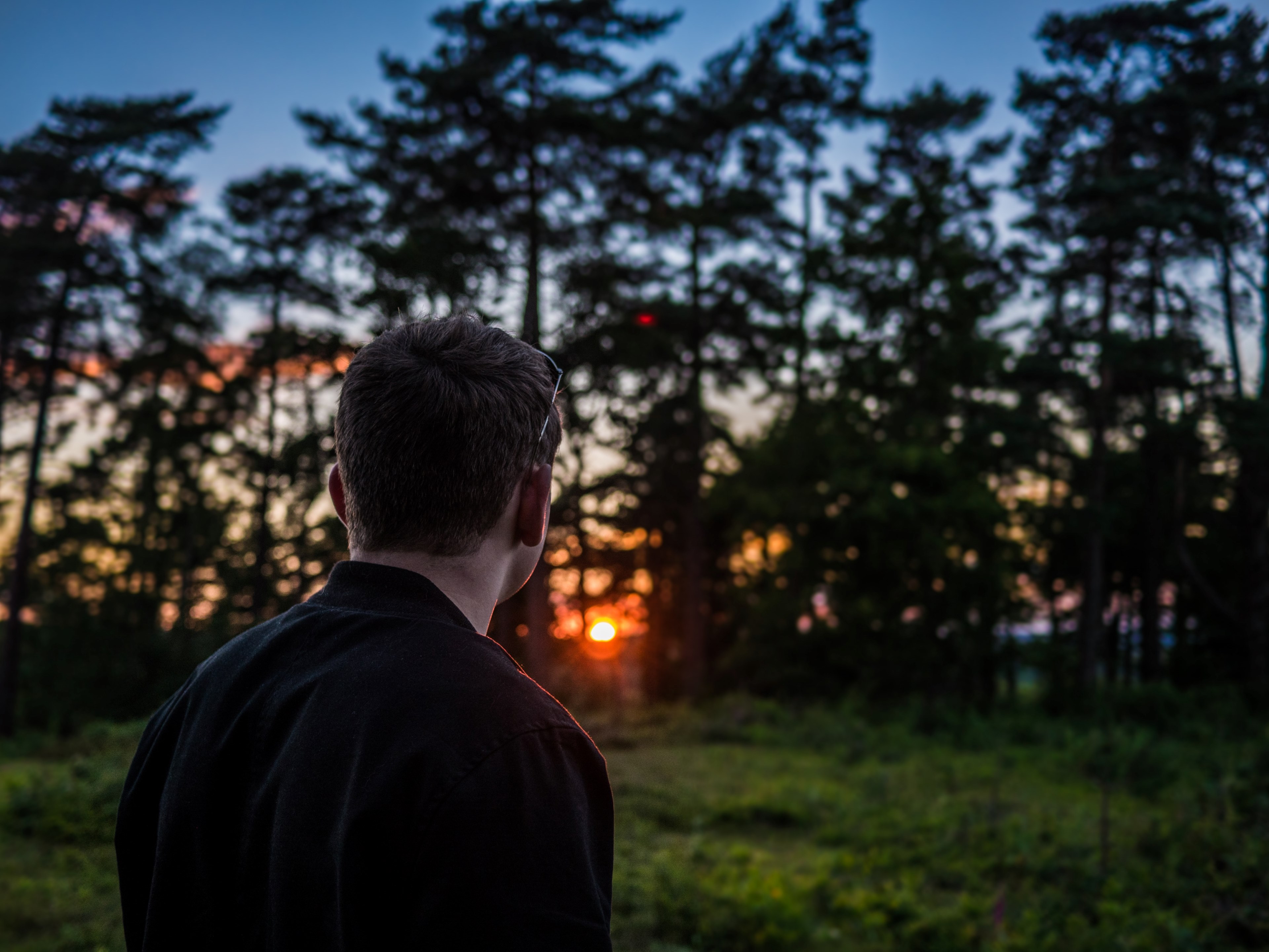 a man looking at the sunset behind a copse of trees, enjoying the sunset 4k, HD Wallpaper