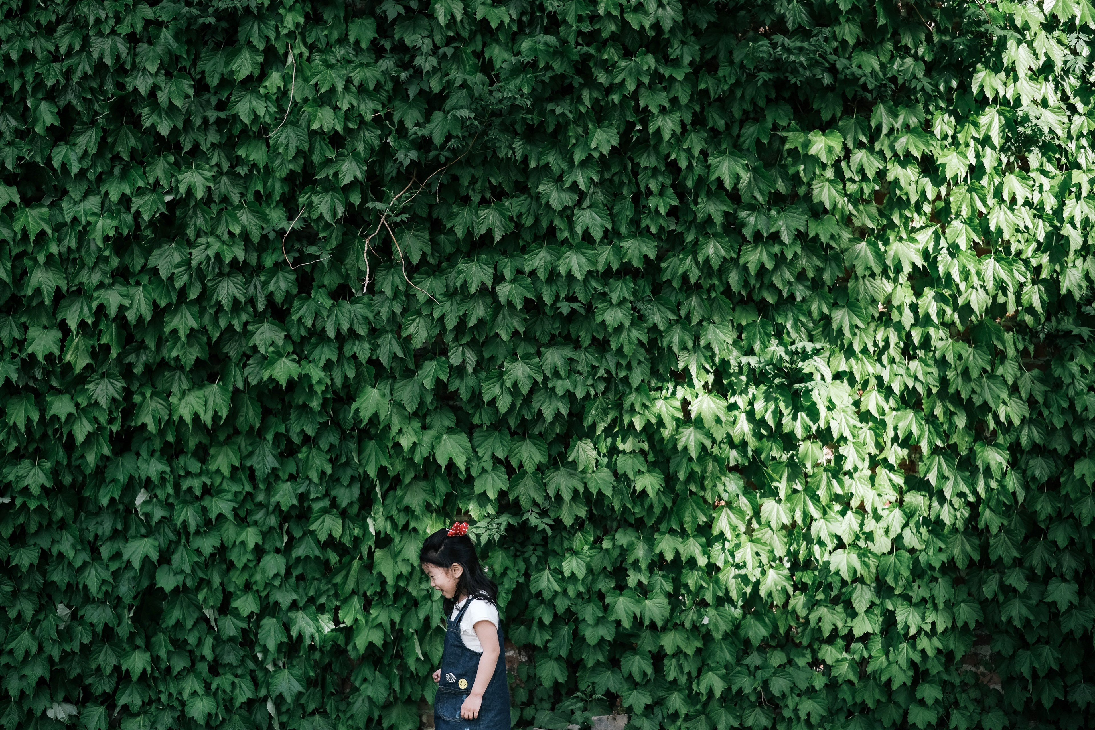 live wall ivy foliage and girl 4k, HD Wallpaper