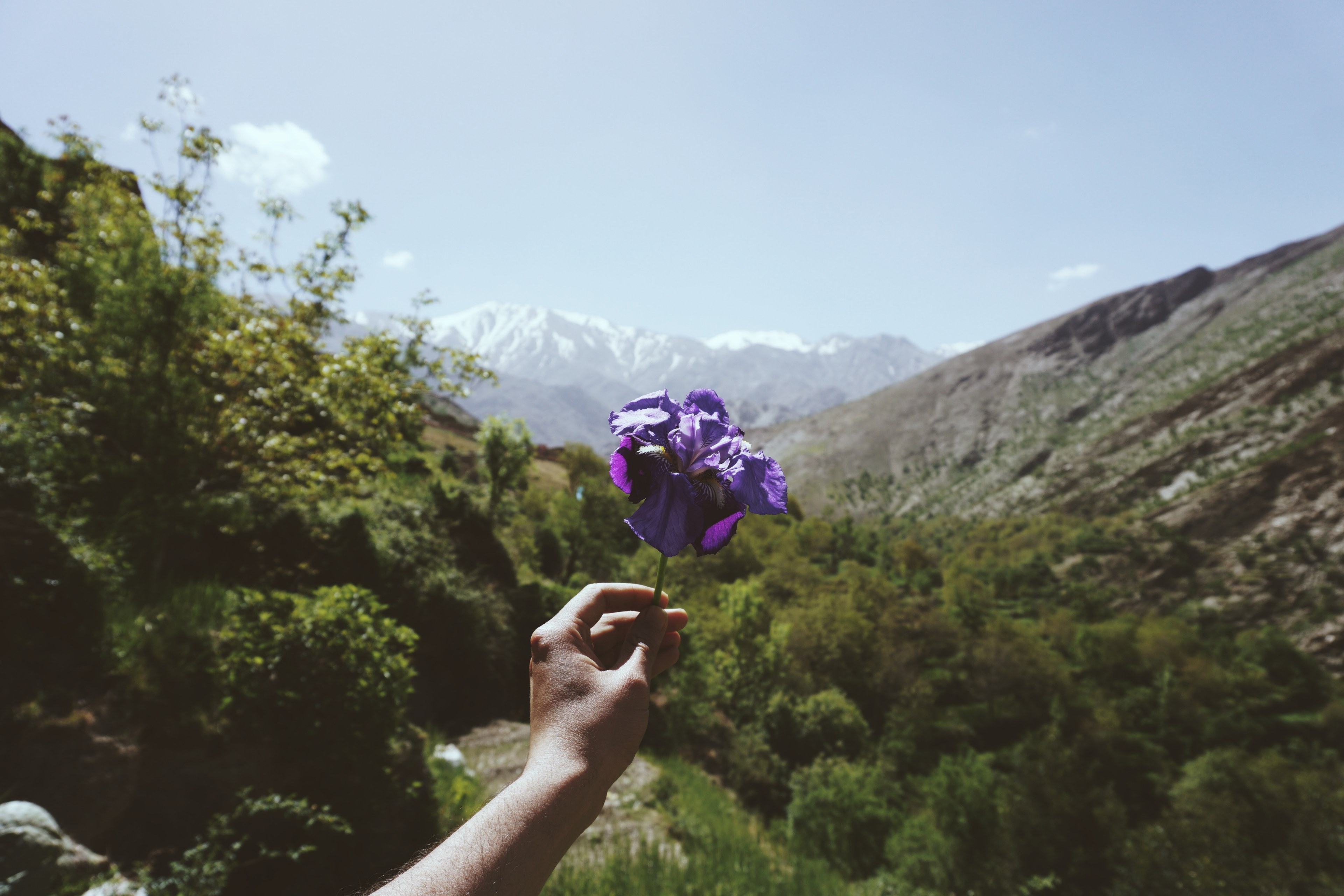 a persons hands holding up a purple flower in a mountain valley, lost in flowerness 4k, HD Wallpaper