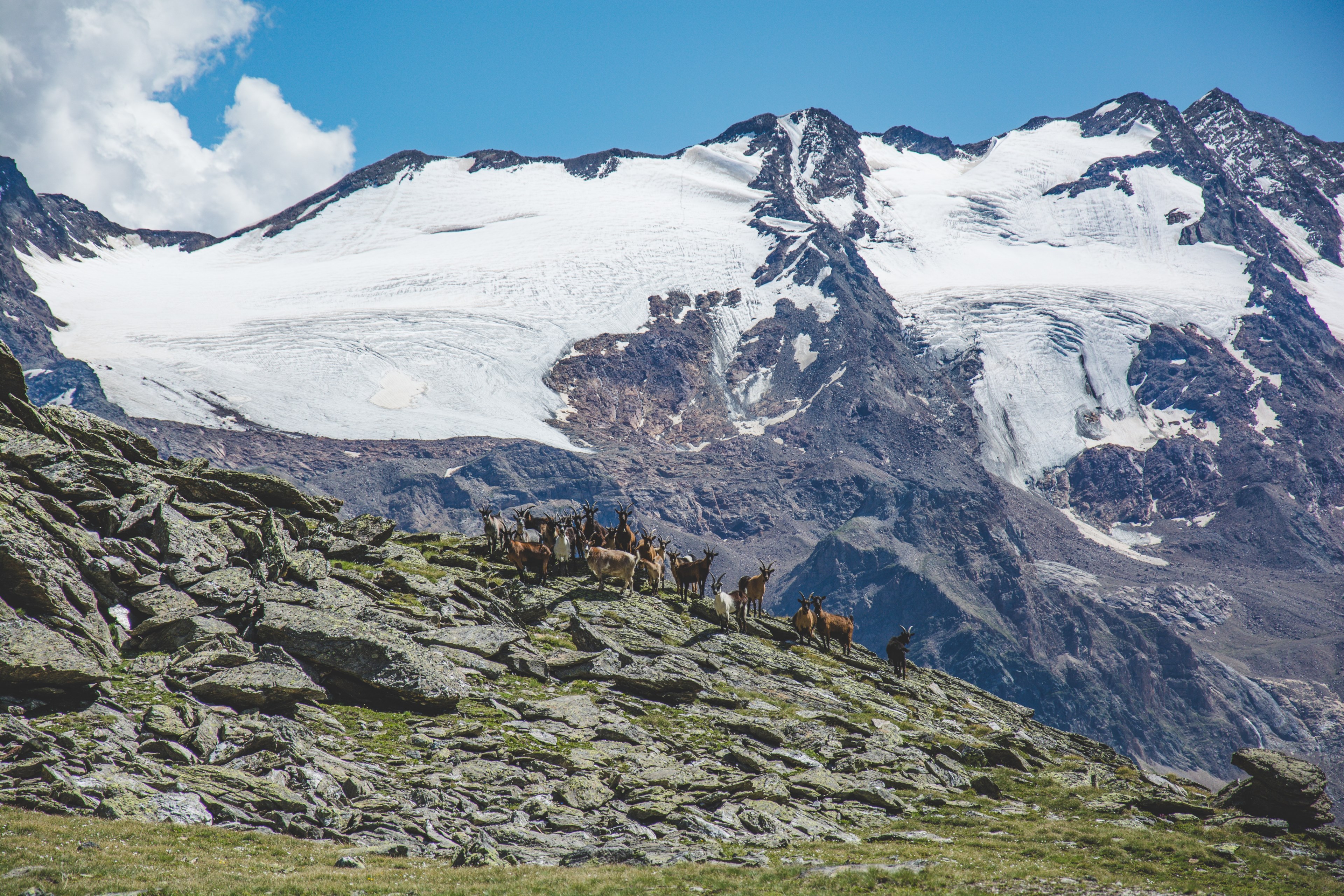 a group of mountain goats standing on a rocky hill under a snowy mountain peak in a bright sunny day, mountain goats 4k, HD Wallpaper