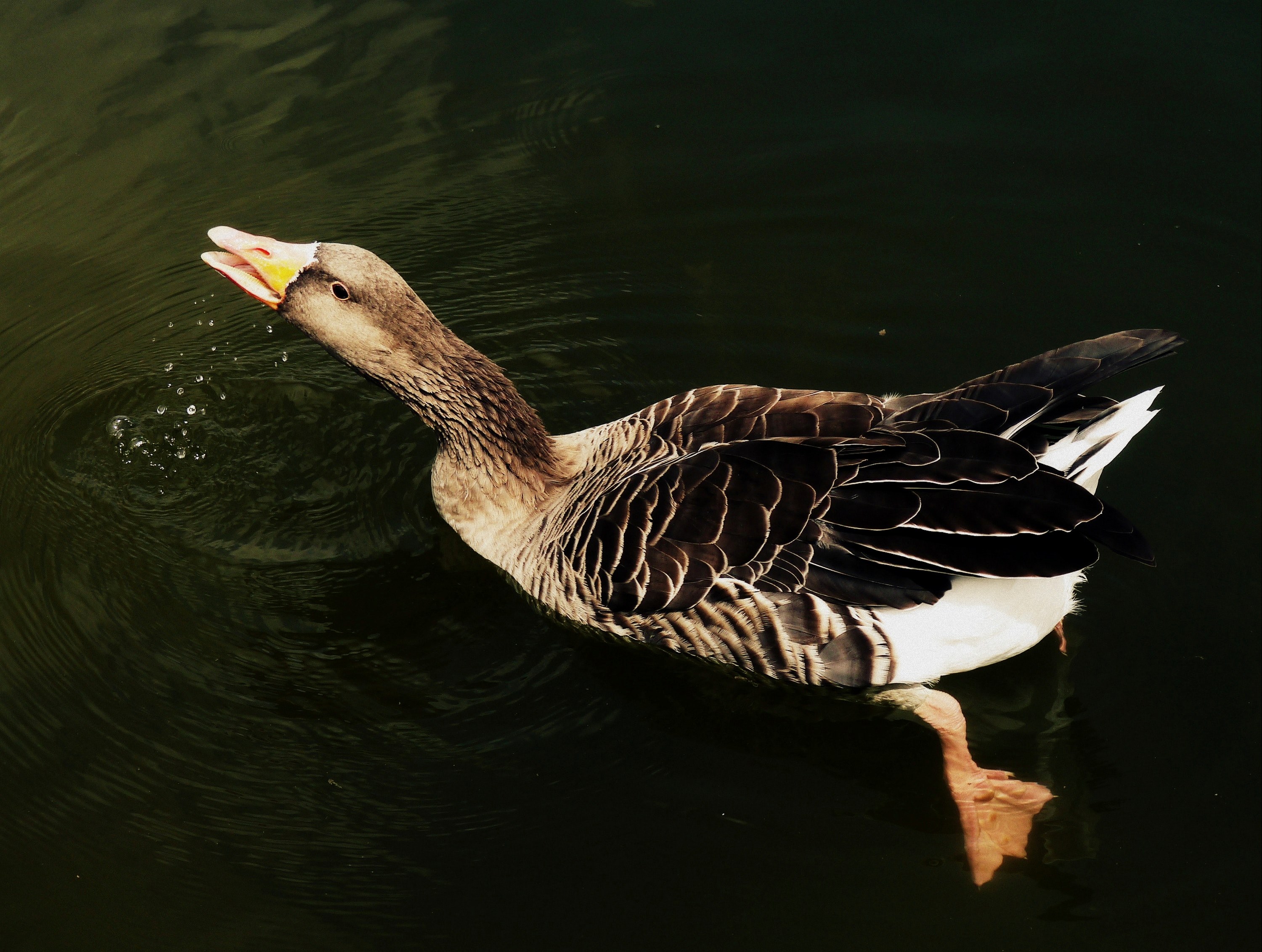 bird water duck and goose 4k, HD Wallpaper