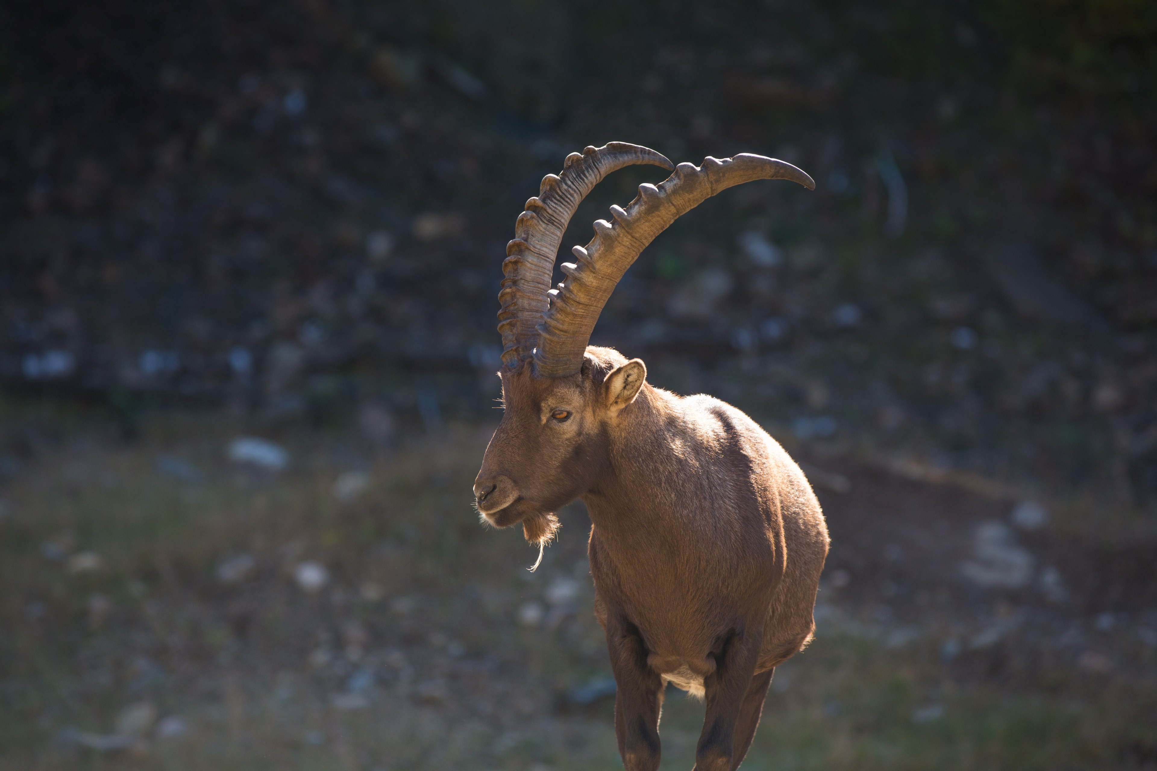 a long horned alpine ibex in a mountainous landscape, a majestic ibex 4k, HD Wallpaper