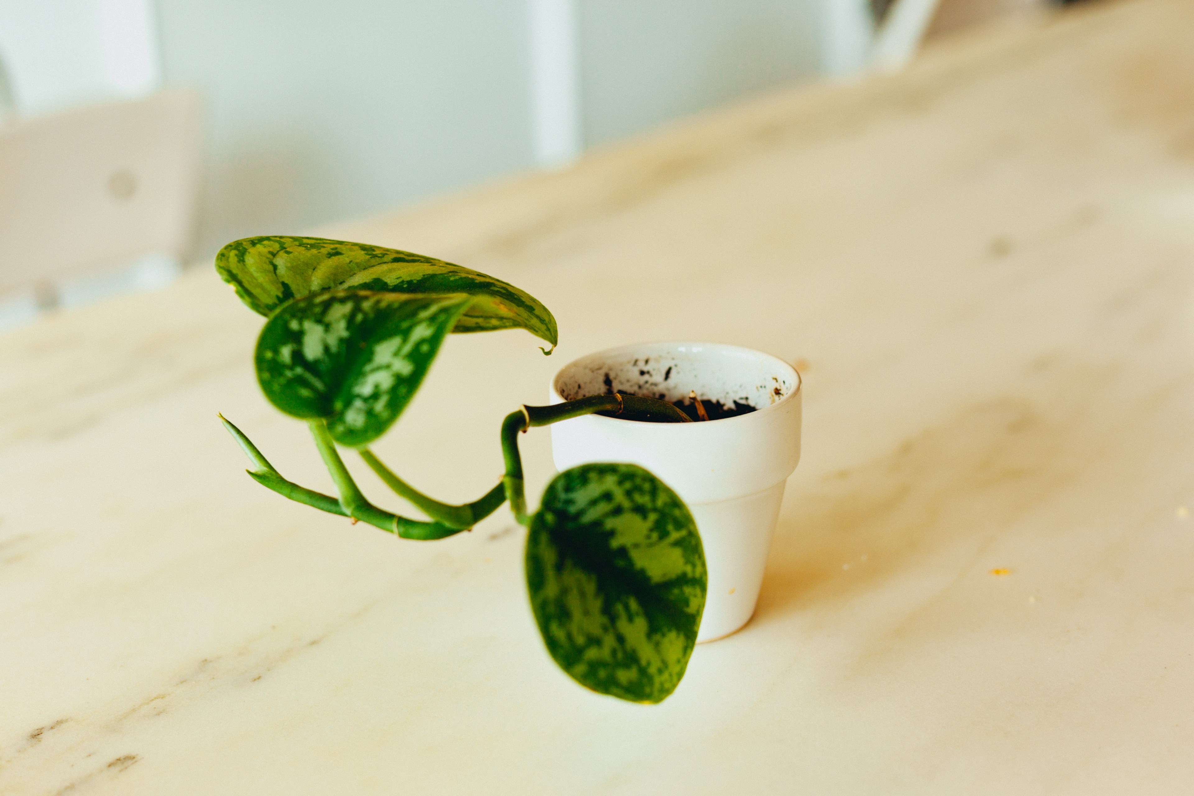 plant indoor plant potted plant and table 4k, HD Wallpaper