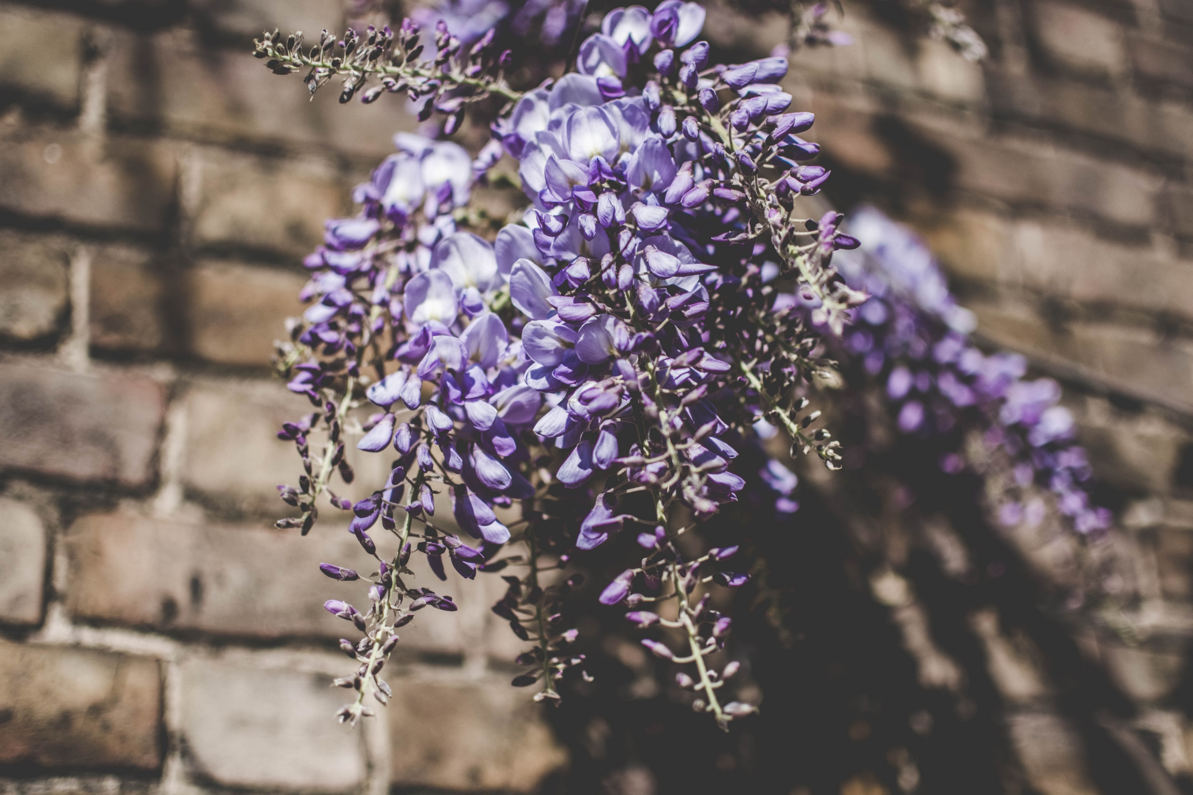 lavender flowers hanging from a wall, blossoming london 4k, HD Wallpaper