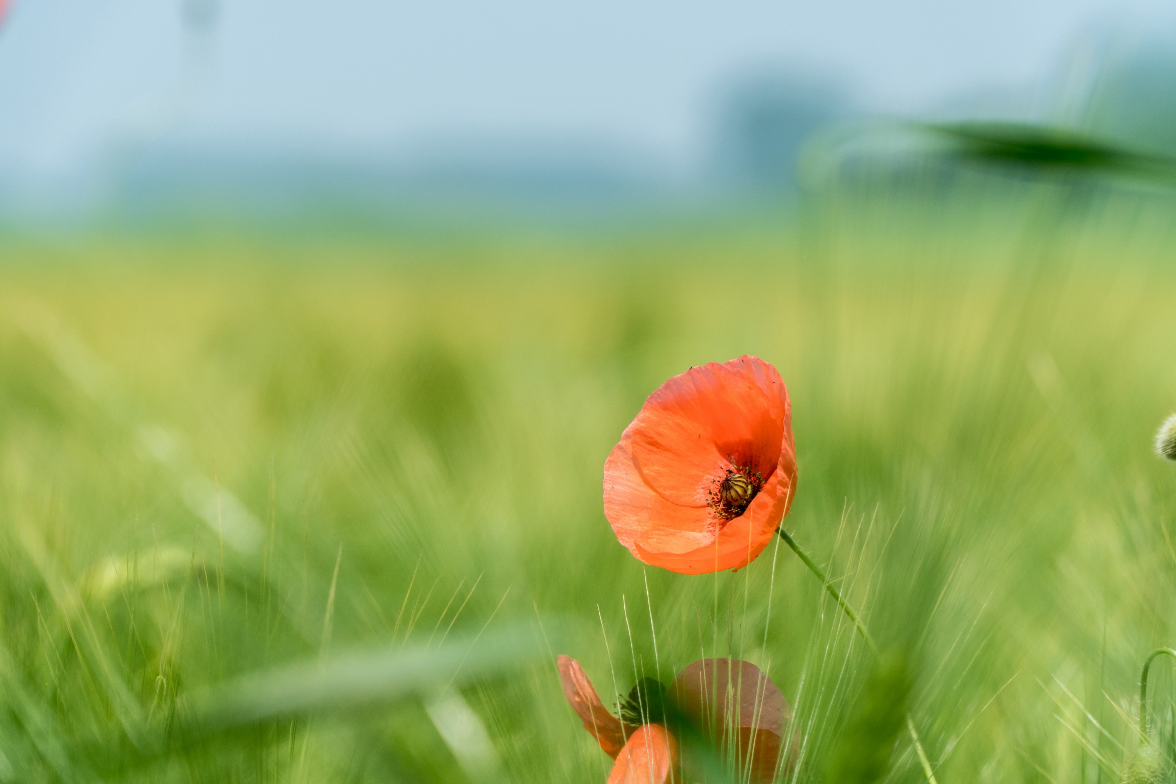 a red poppy flower blooming in a green field, red poppy in a meadow 4k, HD Wallpaper