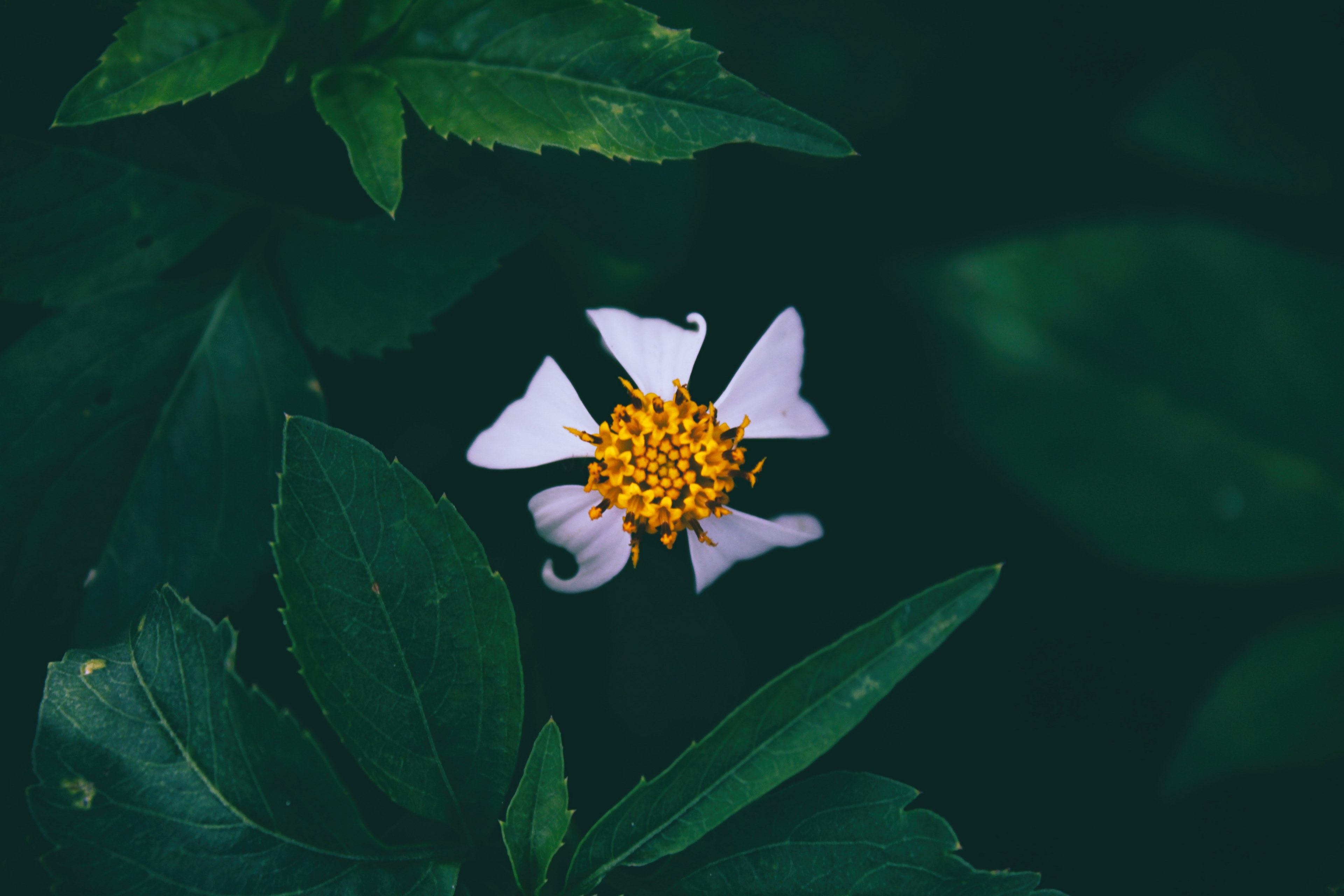 close up of a flower with a yellow center and five white petals, first flower 4k, HD Wallpaper