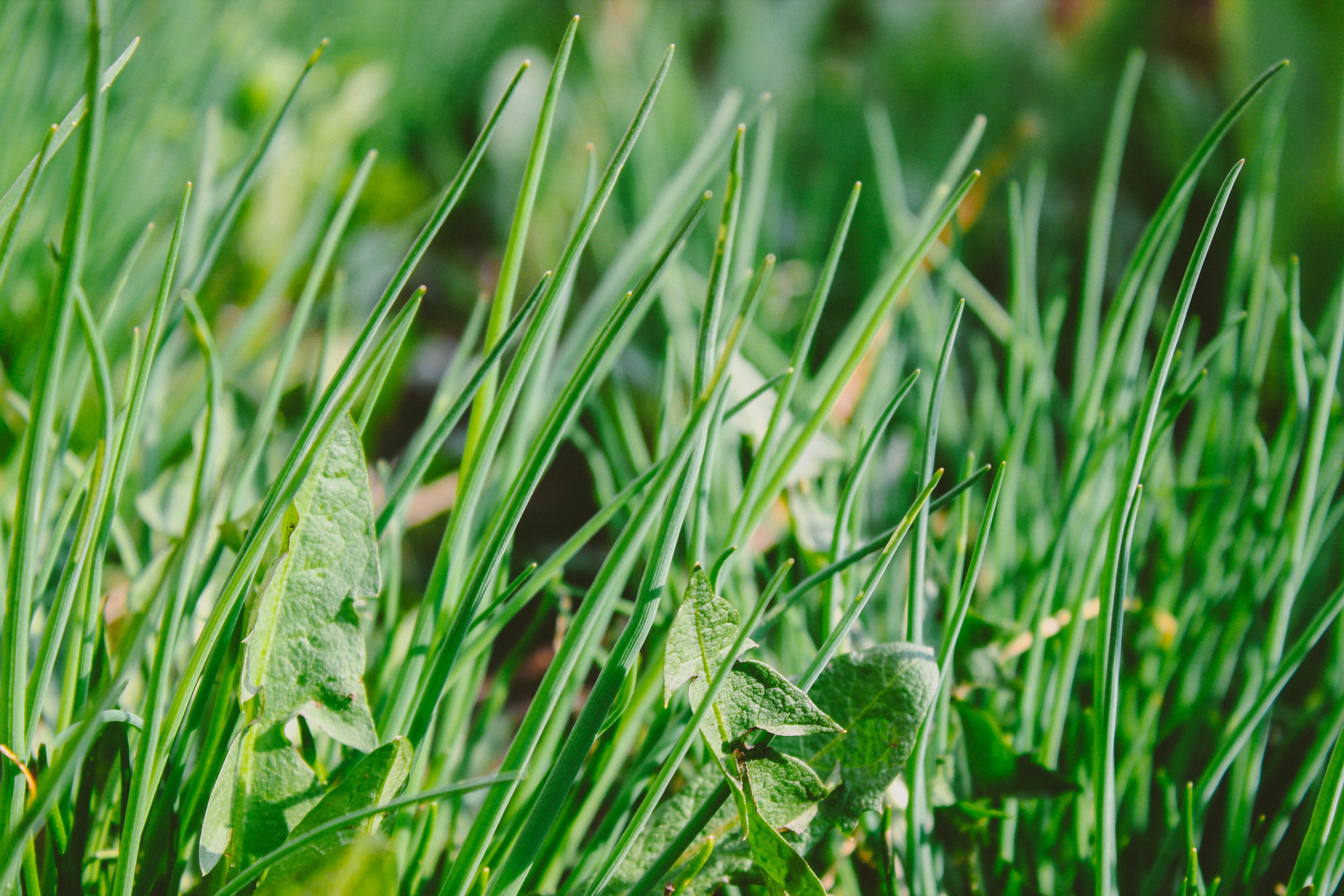 grass weed green and herb 4k, HD Wallpaper