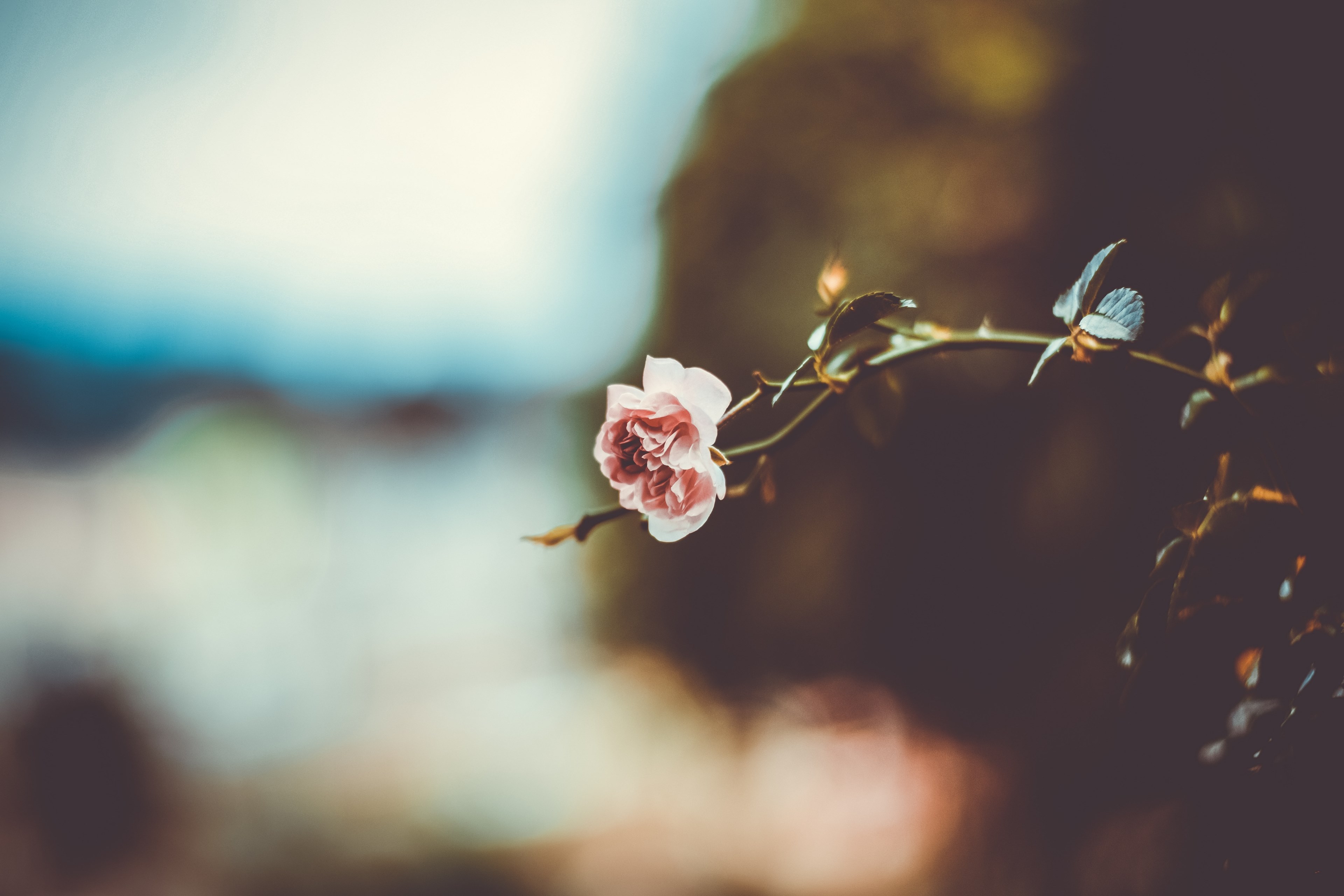 a pink rose at the top of a leaning stem against a blurry background, leaning pink rose 4k, HD Wallpaper