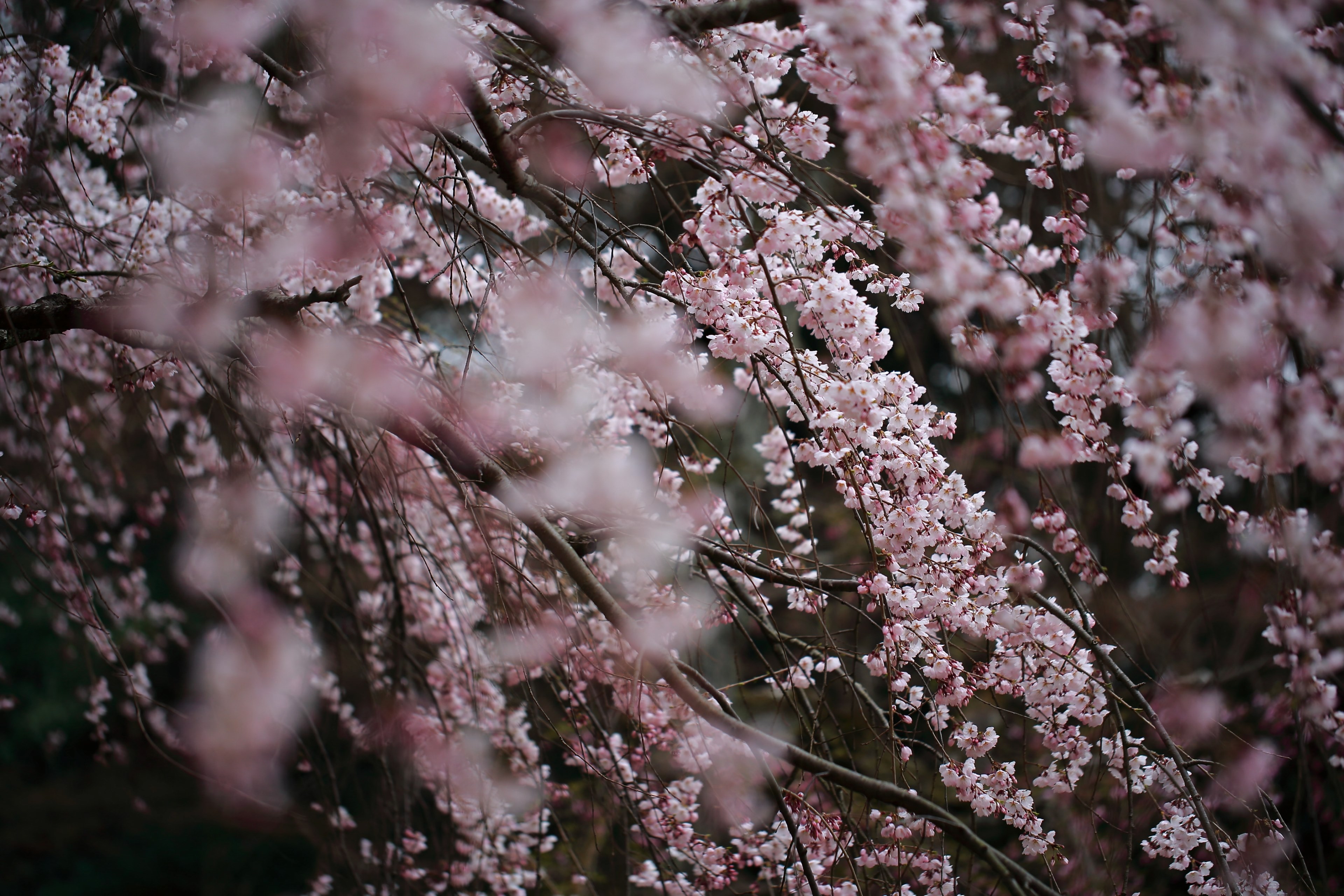 pink blossom branches in full bloom in spring kyoto gyoen garden, pink blossom kyoto 4k, HD Wallpaper