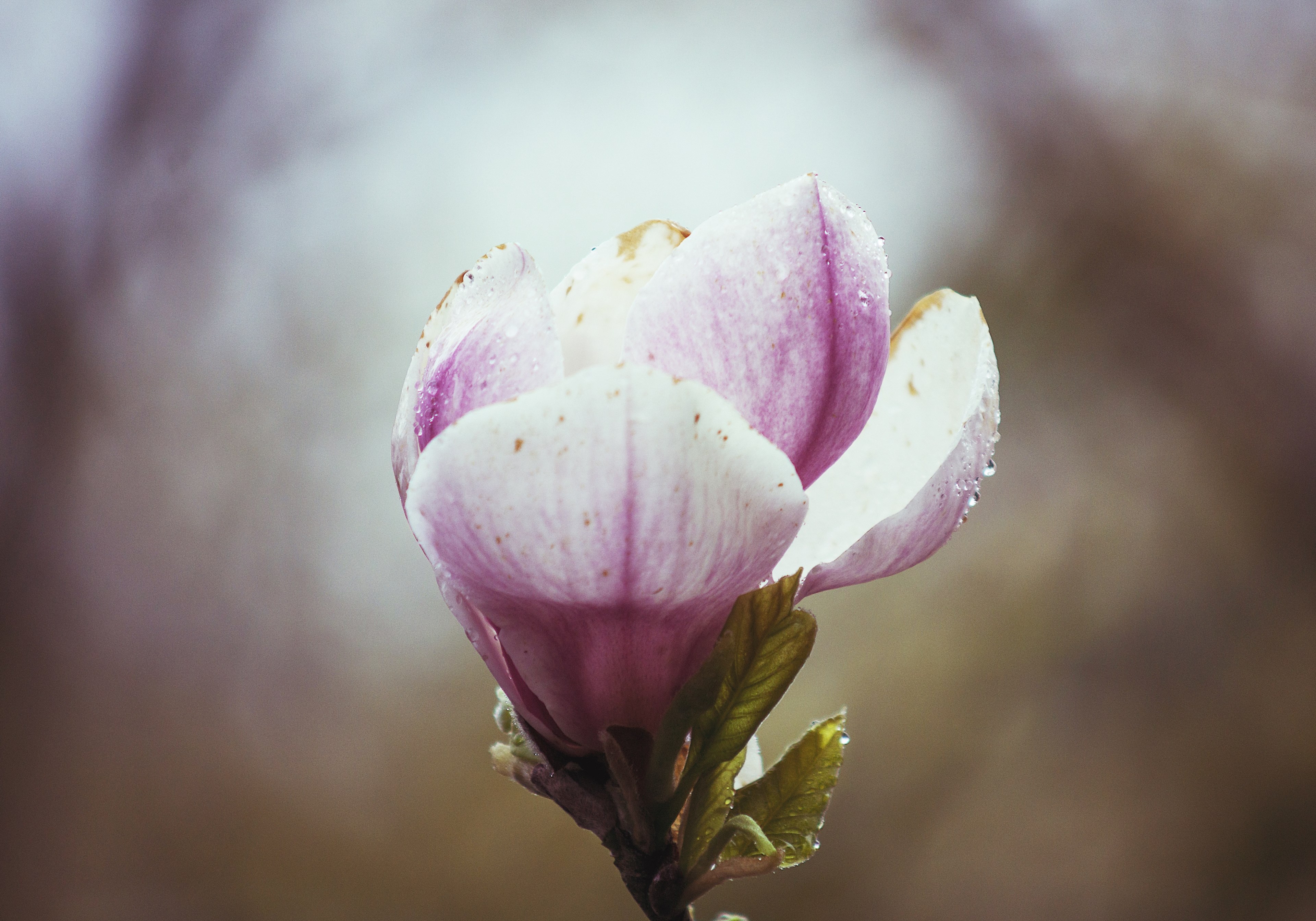 macro of pink flower in bloom with dew in spring birmingham, not super macro shot but nice flower in rainy day 4k, HD Wallpaper