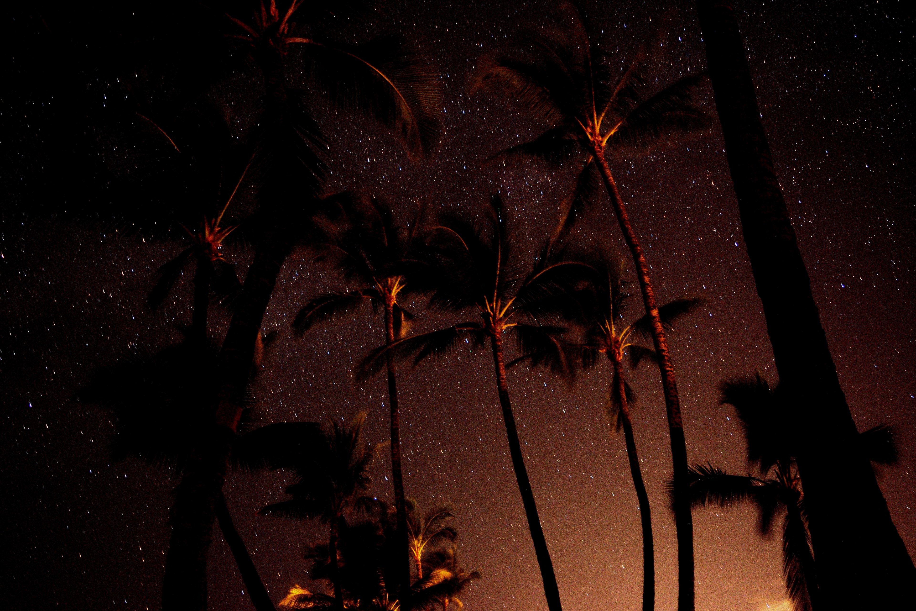 star night palm tree and palm 4k, HD Wallpaper