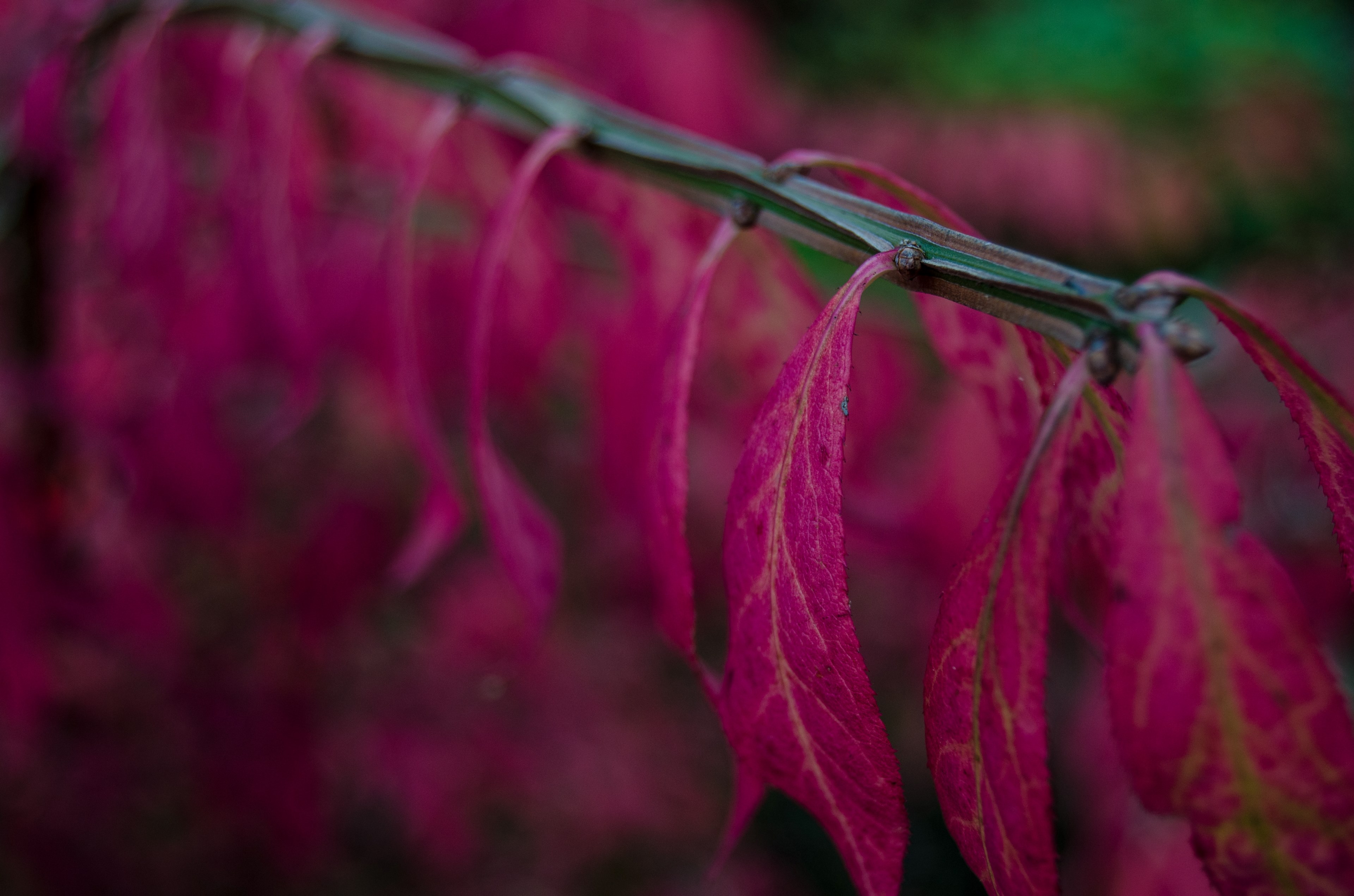 closeup leaves branch and leafe 4k, HD Wallpaper