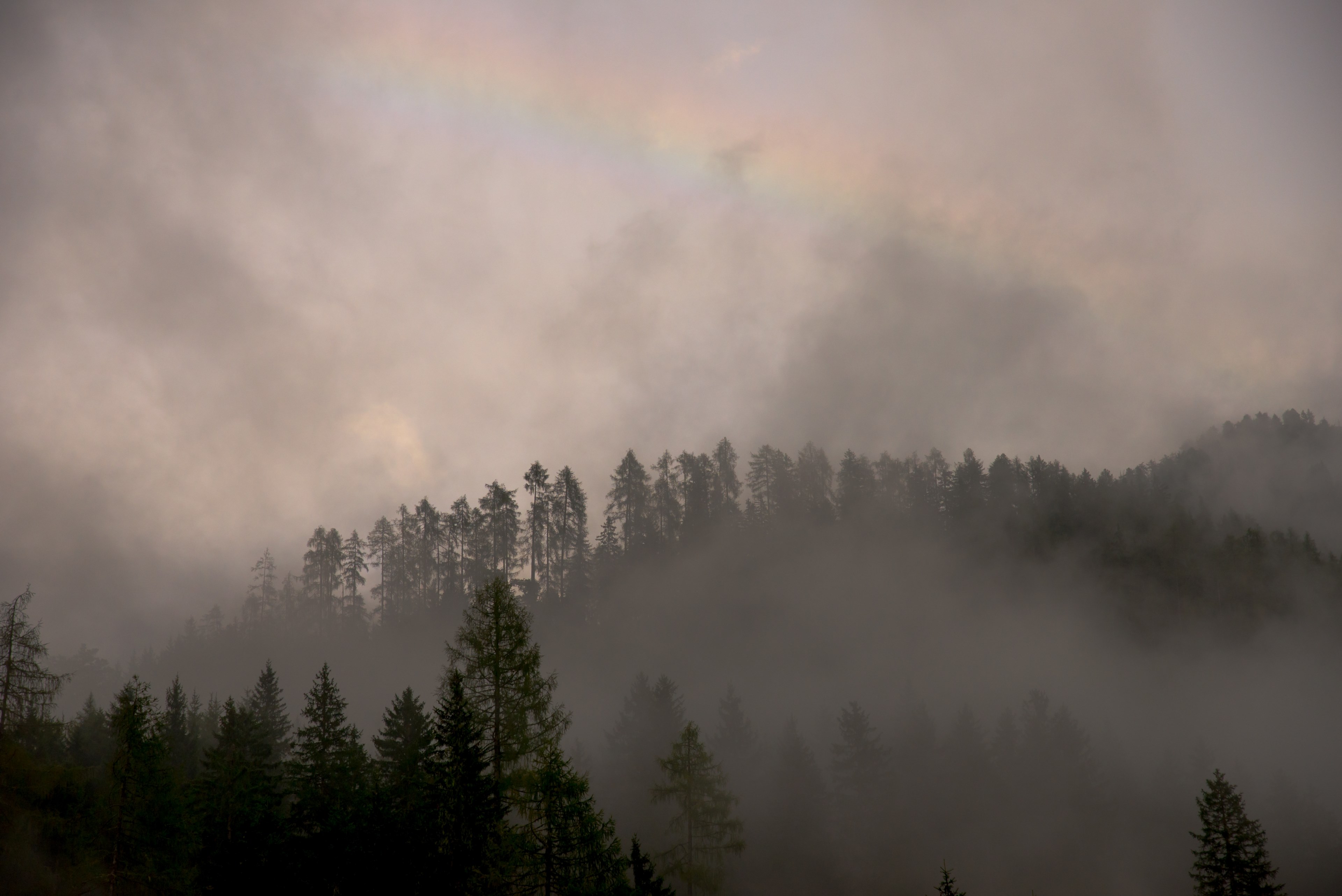 rainbow among clouds over silhouettes of evergreen trees, faint rainbow 4k, HD Wallpaper