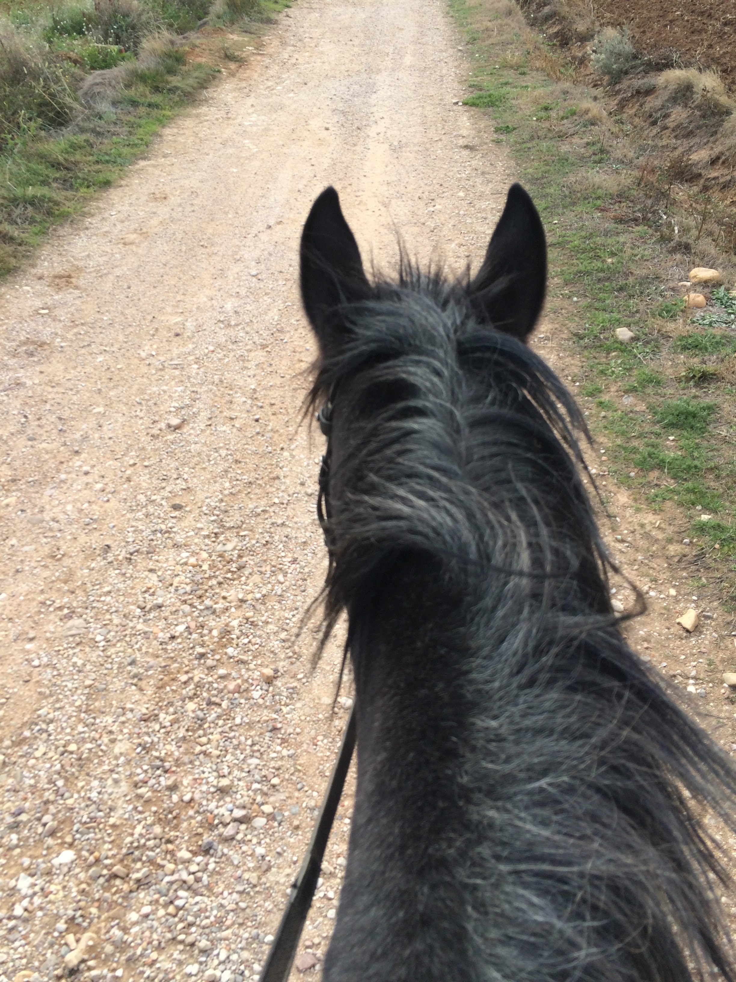nature trail horse riding and horse hd, 4k, Phone HD Wallpaper