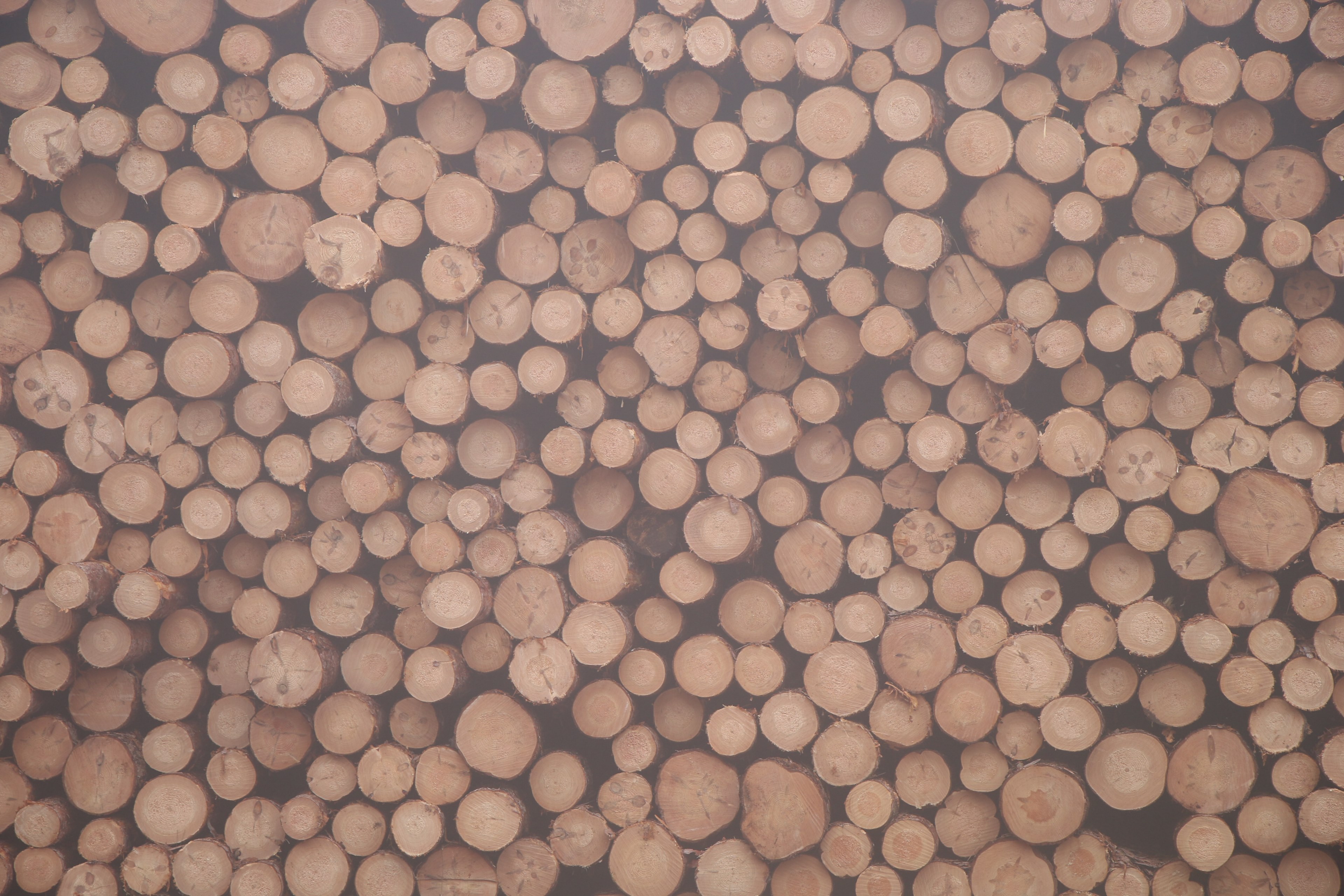 a pale shot of a huge stack of sawn logs, the fallen forest 4k, HD Wallpaper