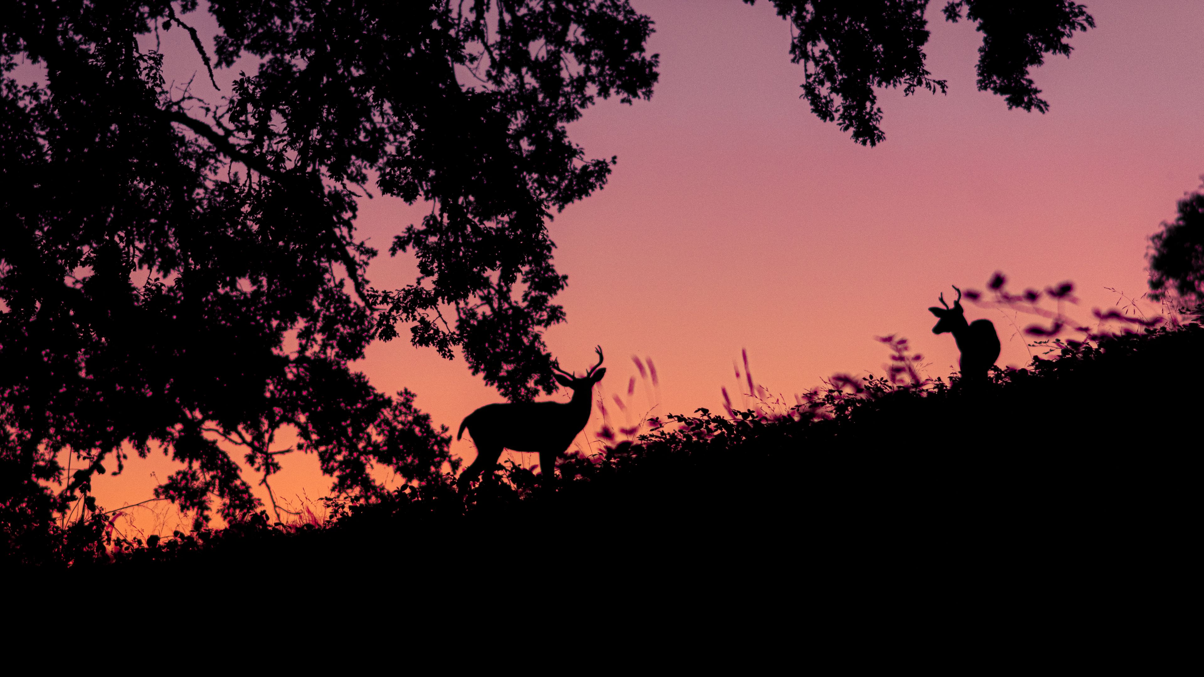 deer, silhouette, dark, 4k, HD Wallpaper