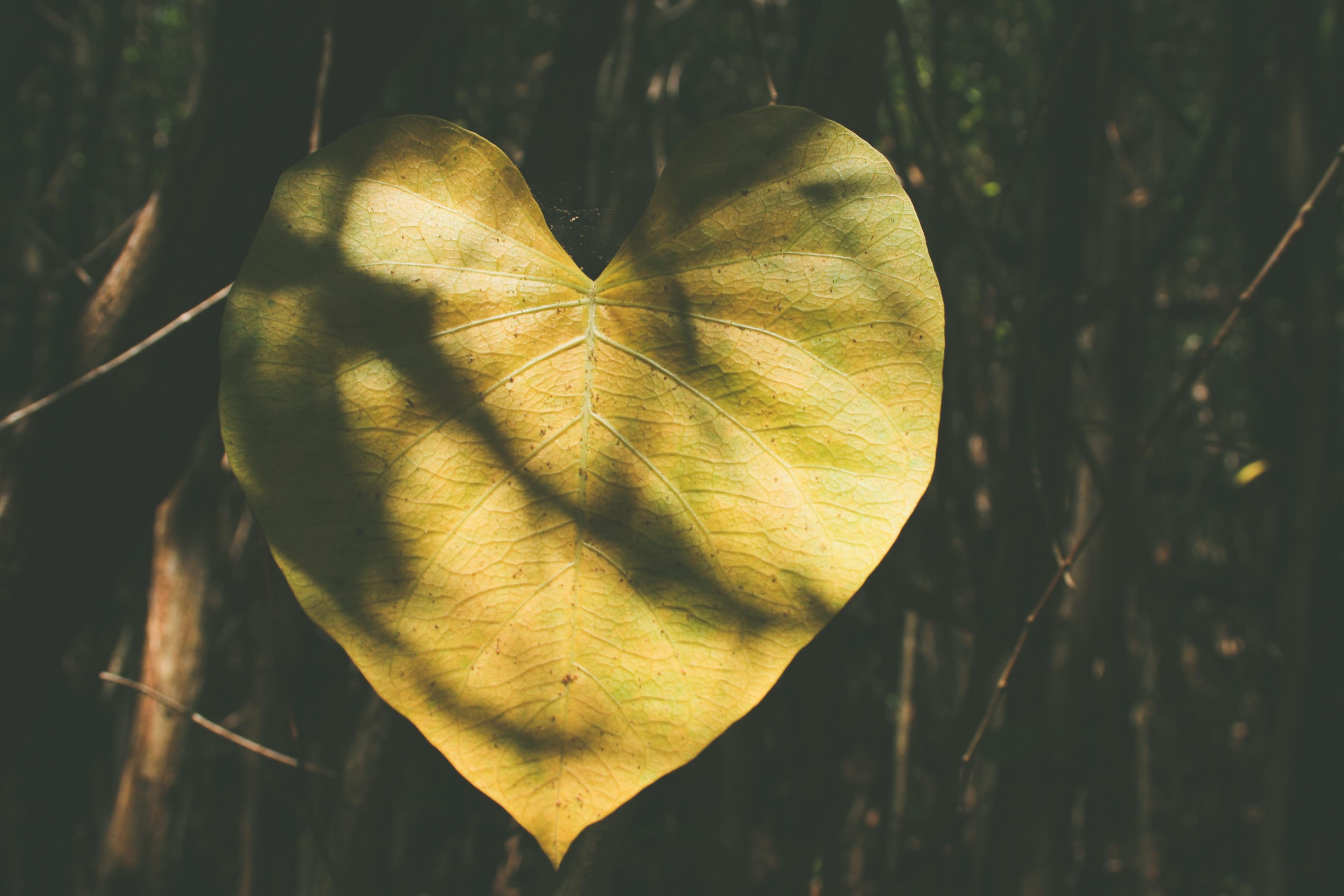 a close up of a yellow heart shaped tree leaf, yellow leaf heart 4k, HD Wallpaper