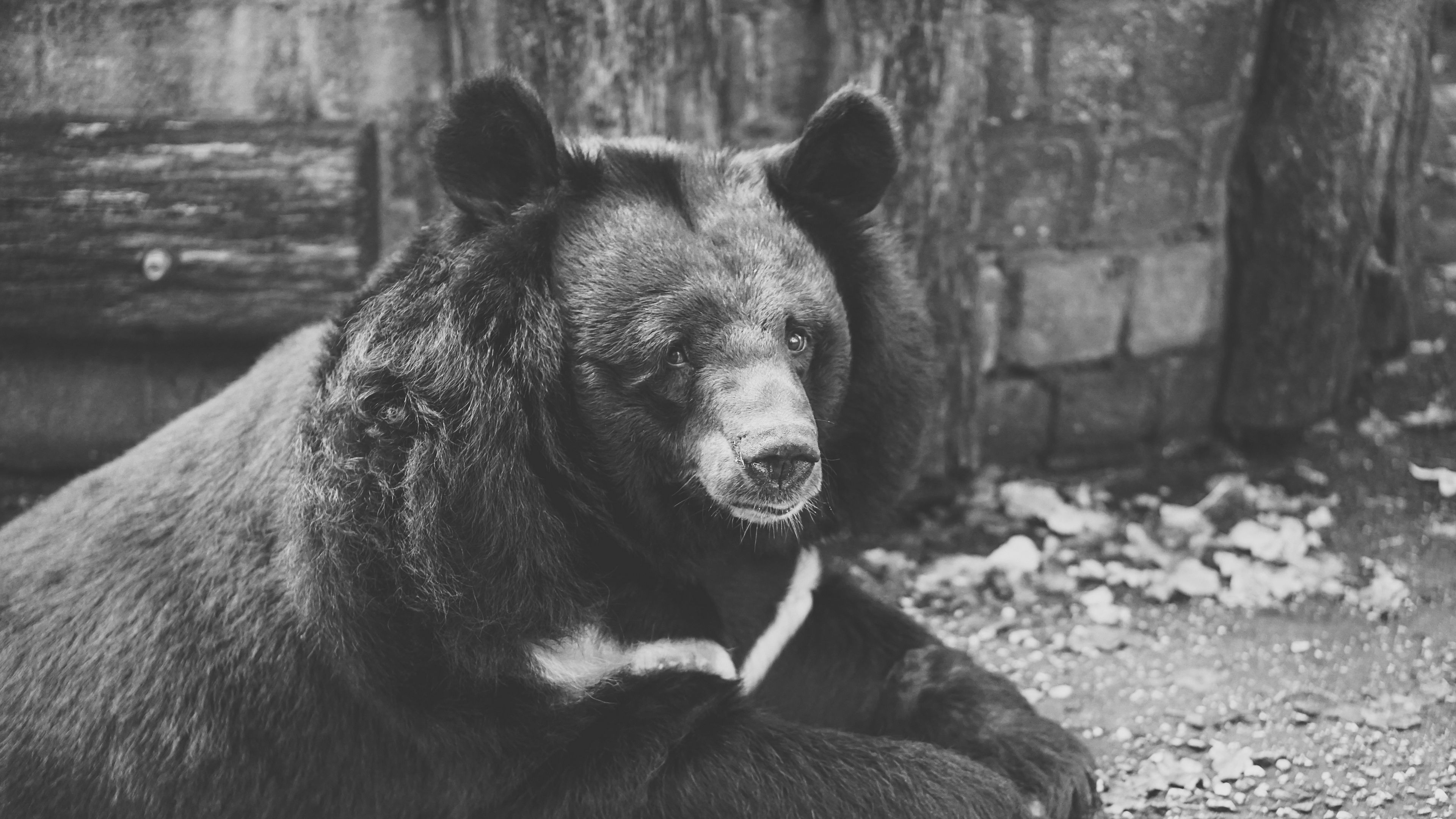 bear, black, sadness, look, bw, 4k, HD Wallpaper