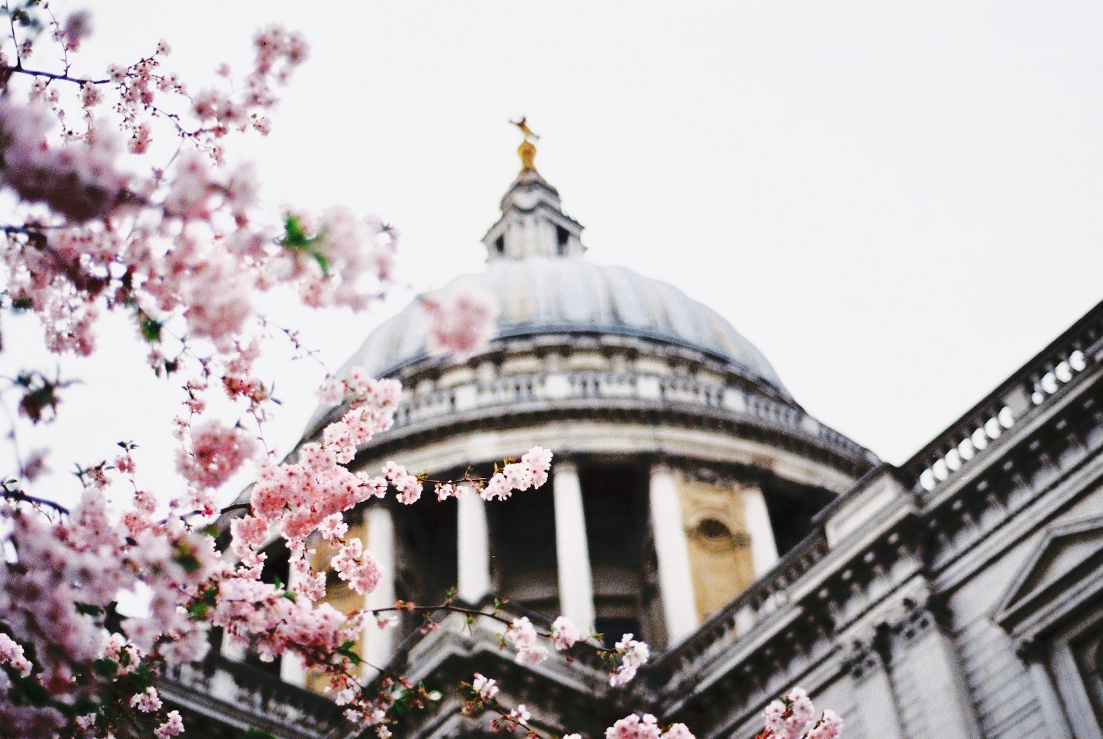 branches with pink blossom in front of st pauls cathedral dome in spring, old amidst new 4k, HD Wallpaper